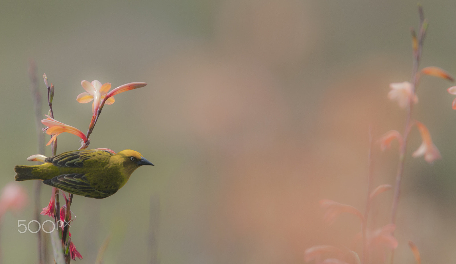 Canon EF 400mm F2.8L IS USM sample photo. Cape weaver photography
