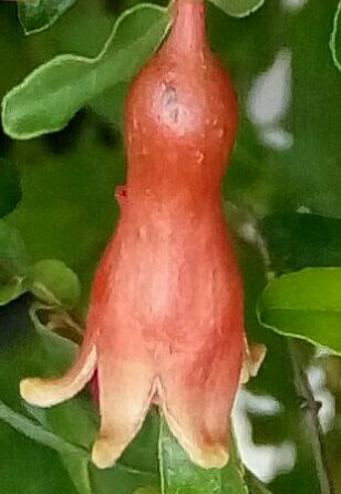 HTC DESIRE 728G DUAL SIM sample photo. Flower dwarf pomegranate photography