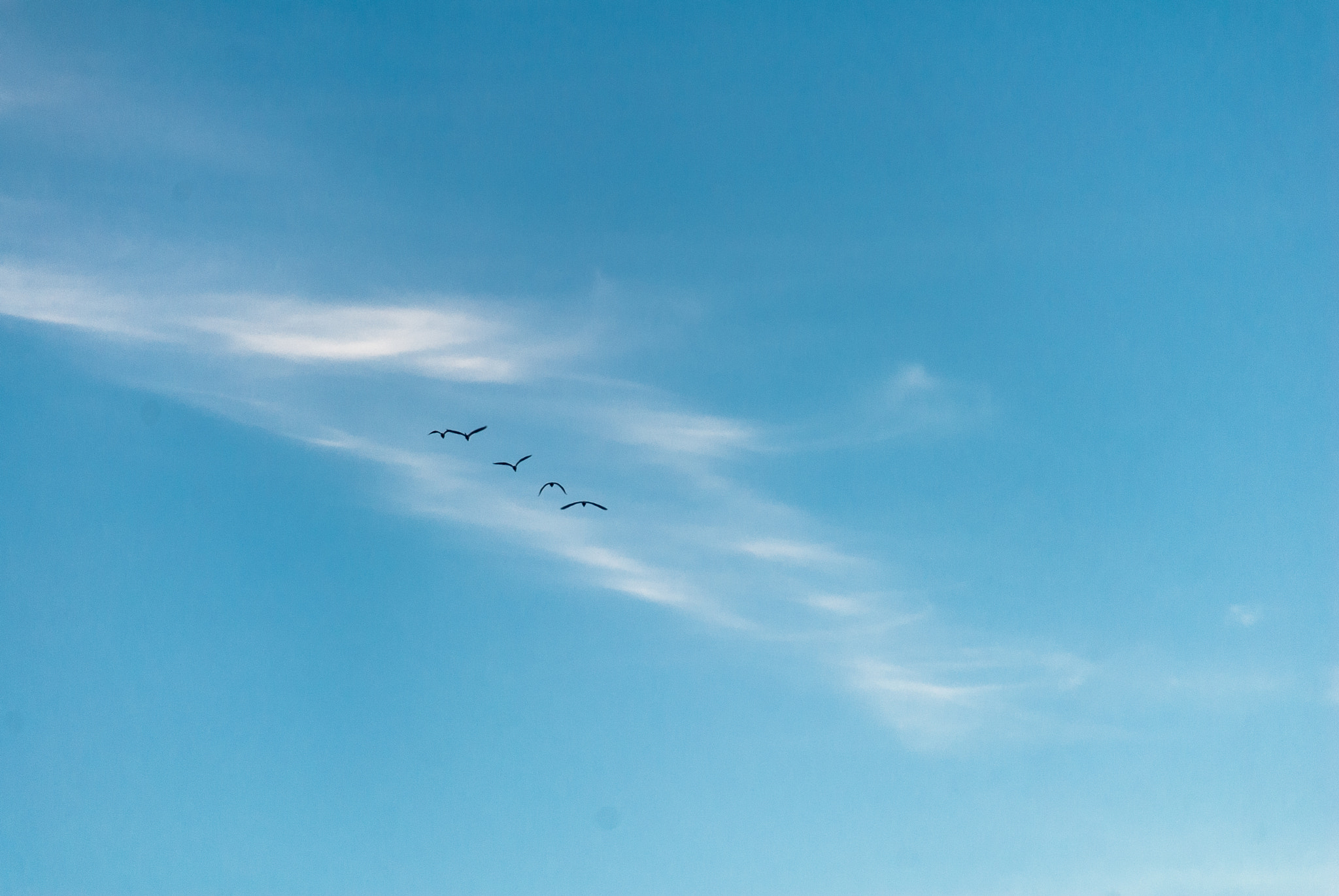 Nikon D200 sample photo. I wanted to go with the birds photography