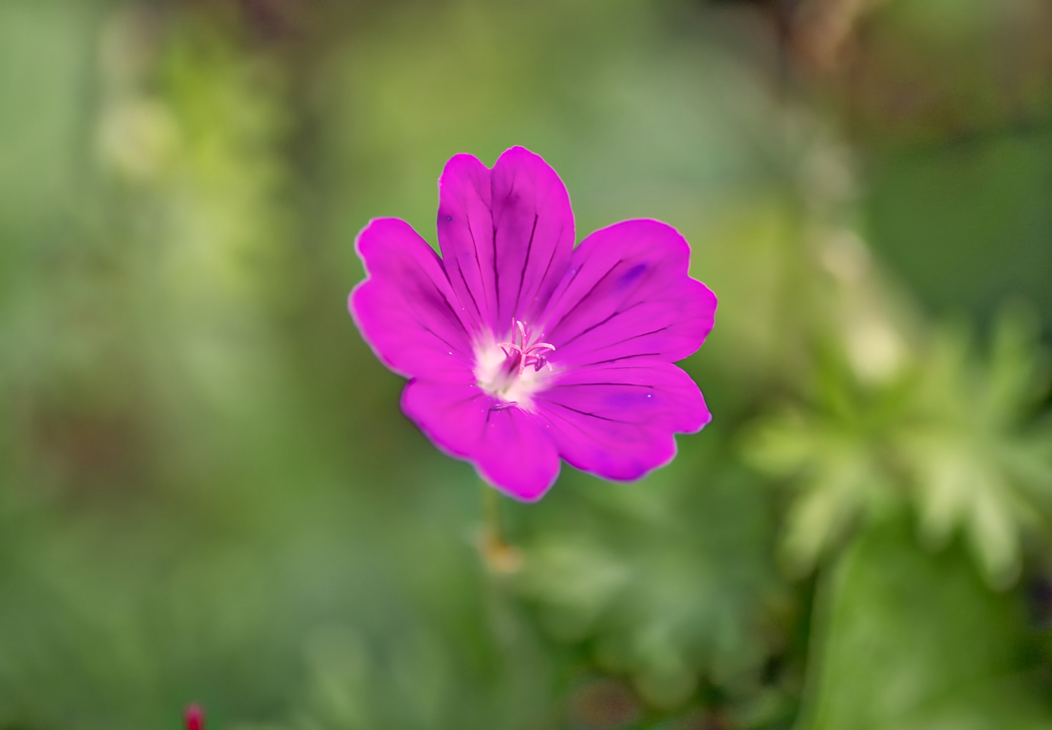 Tamron SP AF 90mm F2.8 Di Macro sample photo. Pink photography