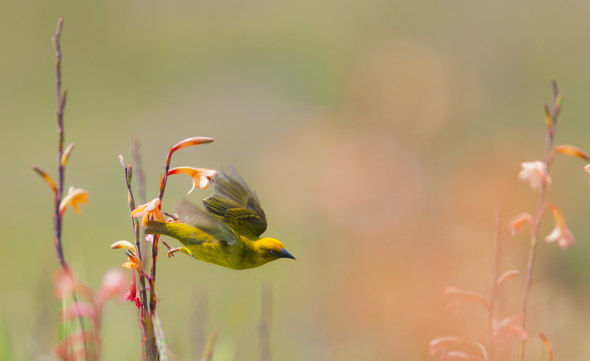 Canon EOS-1D Mark III + Canon EF 400mm F2.8L IS USM sample photo. The next frame photography