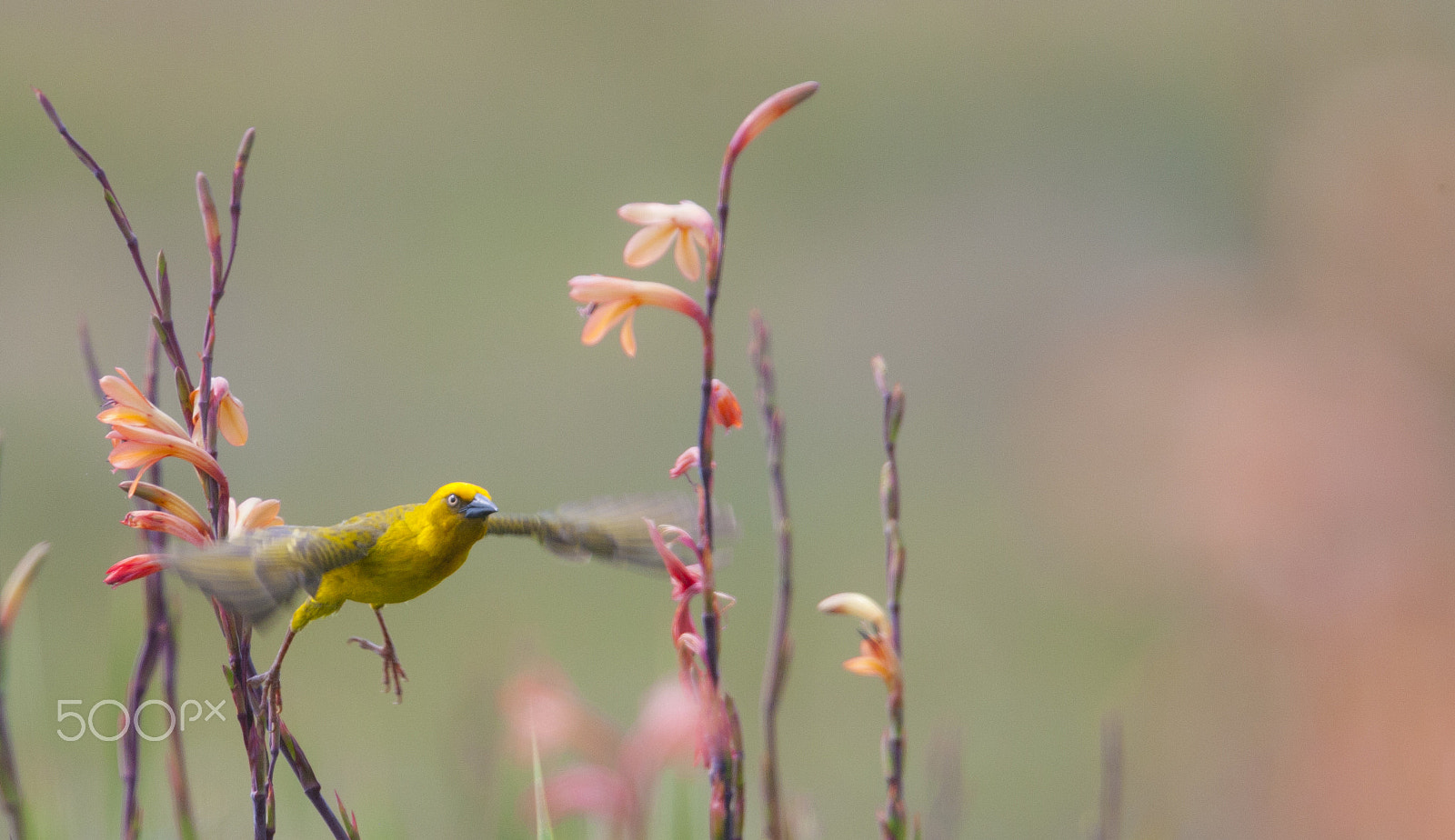 Canon EOS-1D Mark III + Canon EF 400mm F2.8L IS USM sample photo. Moving photography