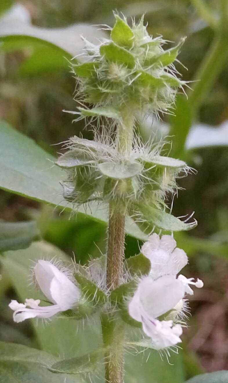 HTC DESIRE 728G DUAL SIM sample photo. Flower basil photography