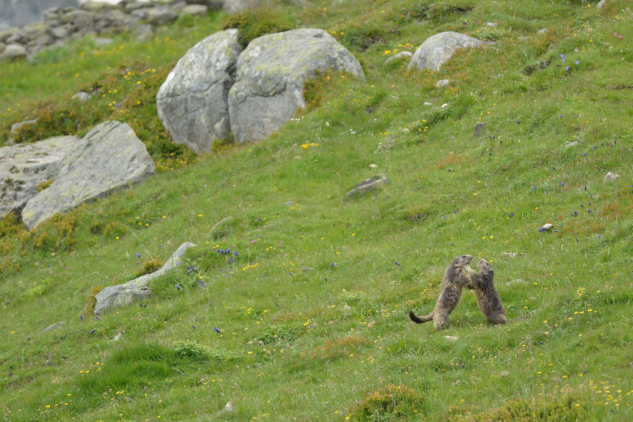 Nikon D5100 + Nikon AF-S Nikkor 300mm F4D ED-IF sample photo. Jeu de marmotte photography