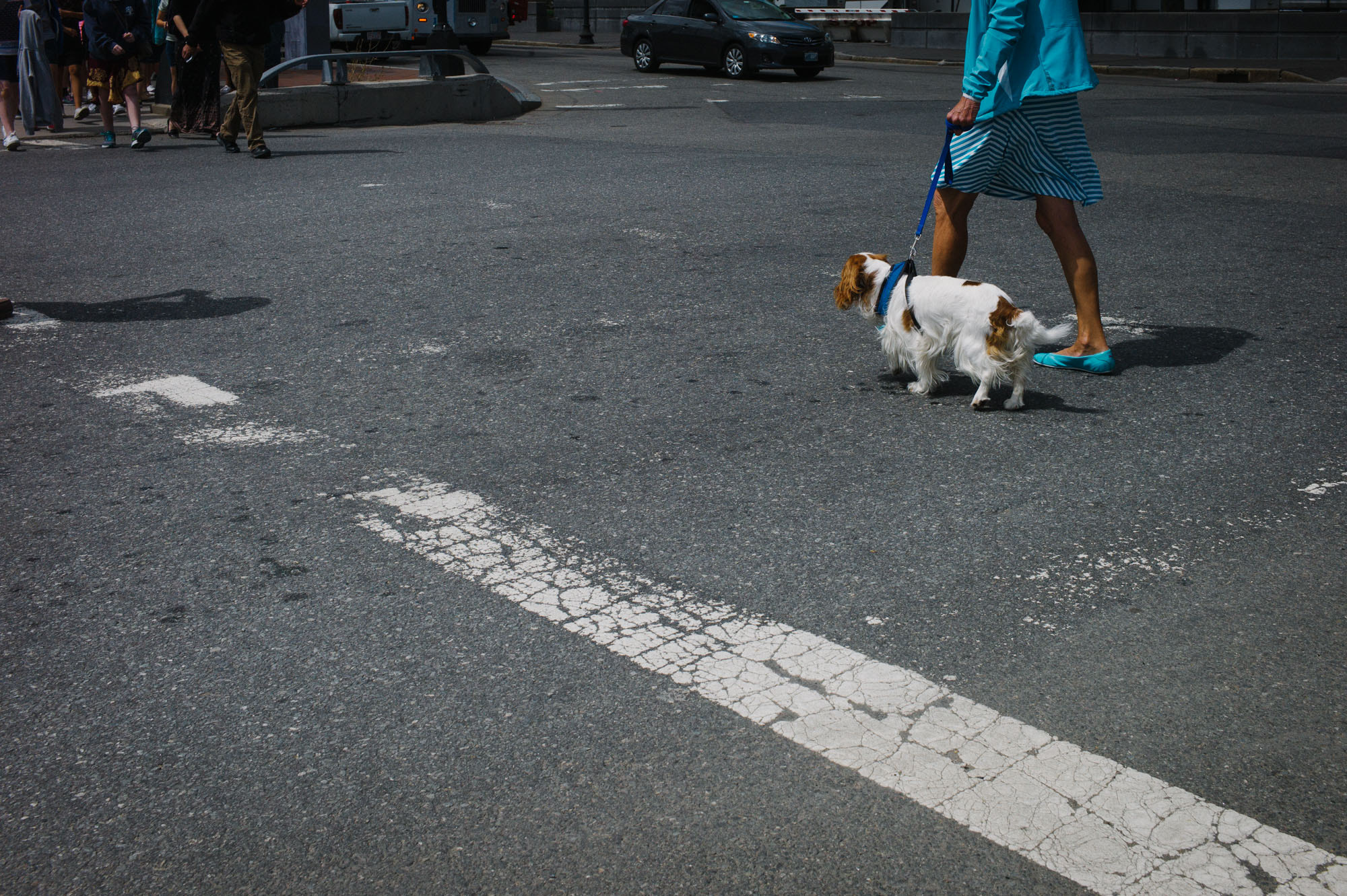 Leica M9 + Leica Summicron-M 35mm F2 ASPH sample photo. Dog photography