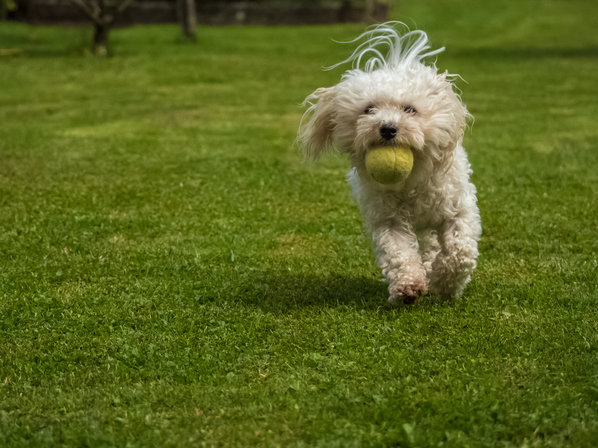 Olympus OM-D E-M10 II sample photo. My dog playing fetch photography