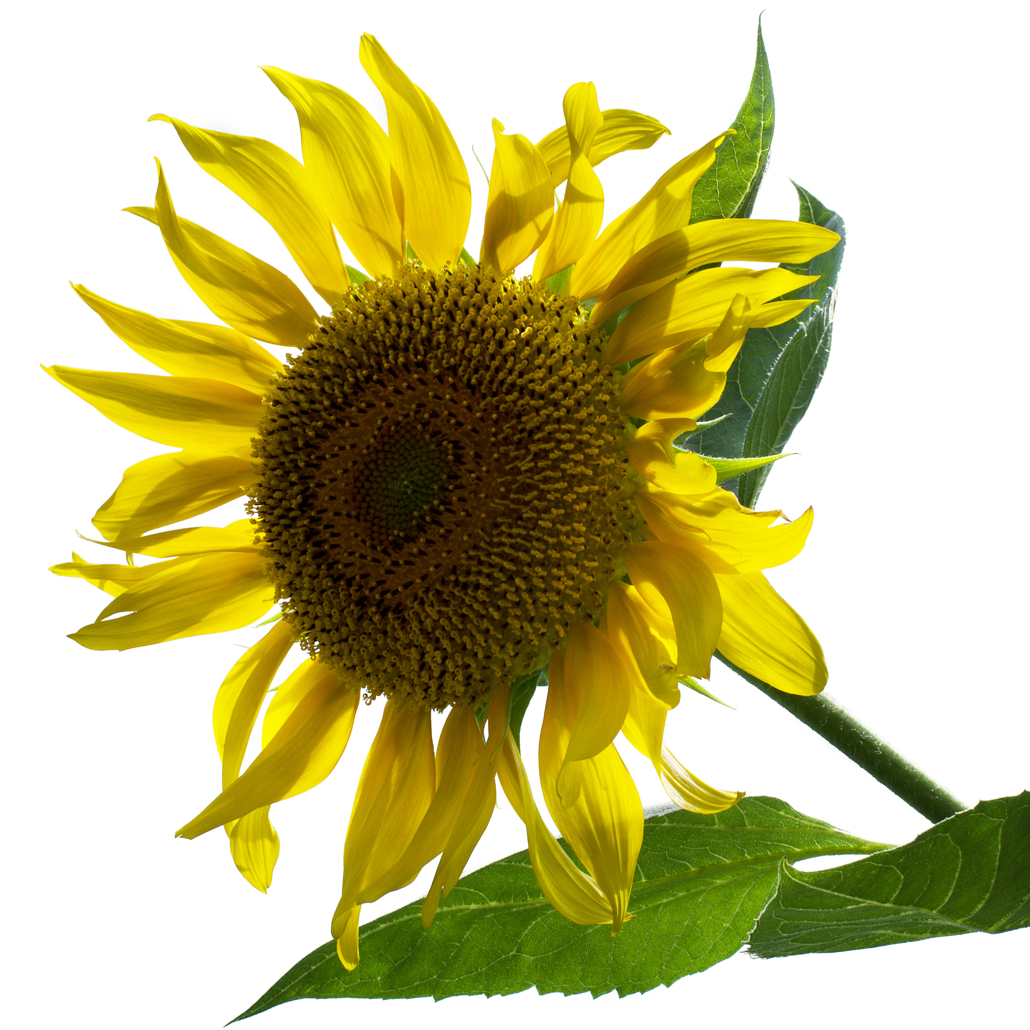 Pentax K-3 + Pentax smc DA* 55mm F1.4 SDM sample photo. Existence \ sunflower photography