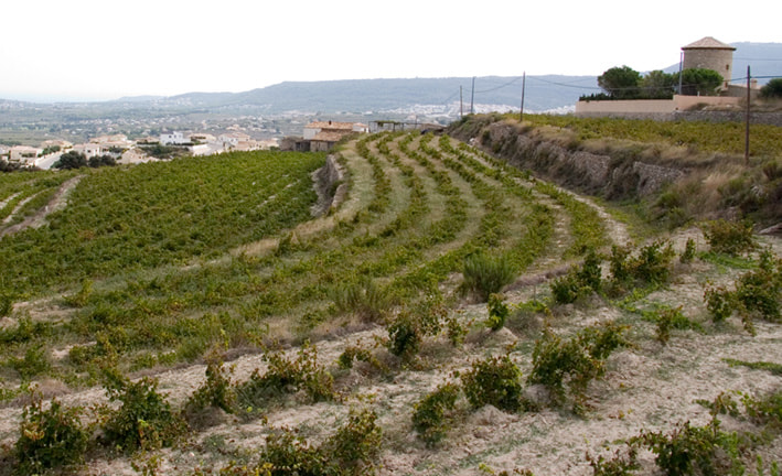 Canon EF-S 17-85mm F4-5.6 IS USM sample photo. Paisatge de la vinya, el poble nou de benitatxell photography