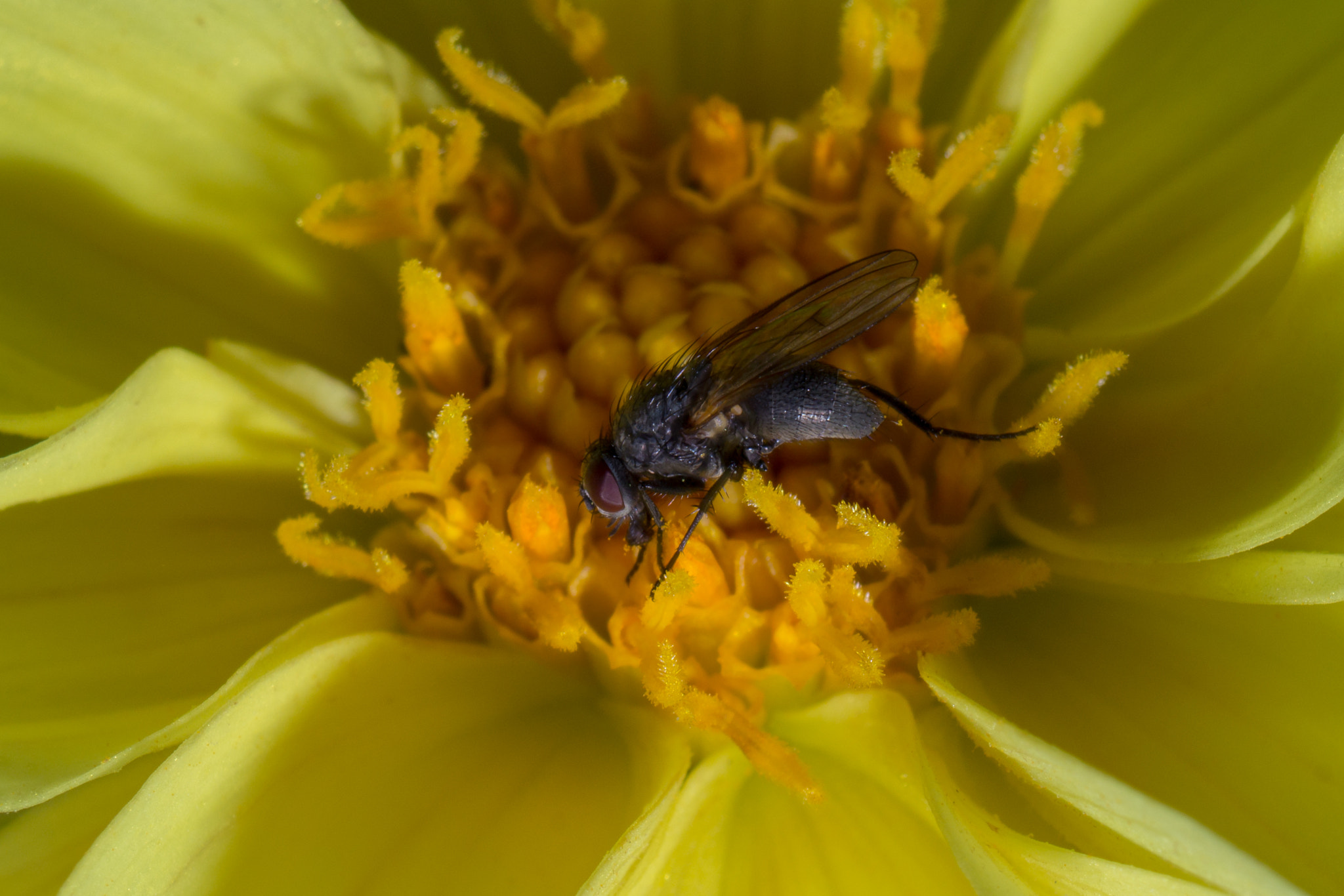 Canon EF 35-70mm f/3.5-4.5A sample photo. Fly photography