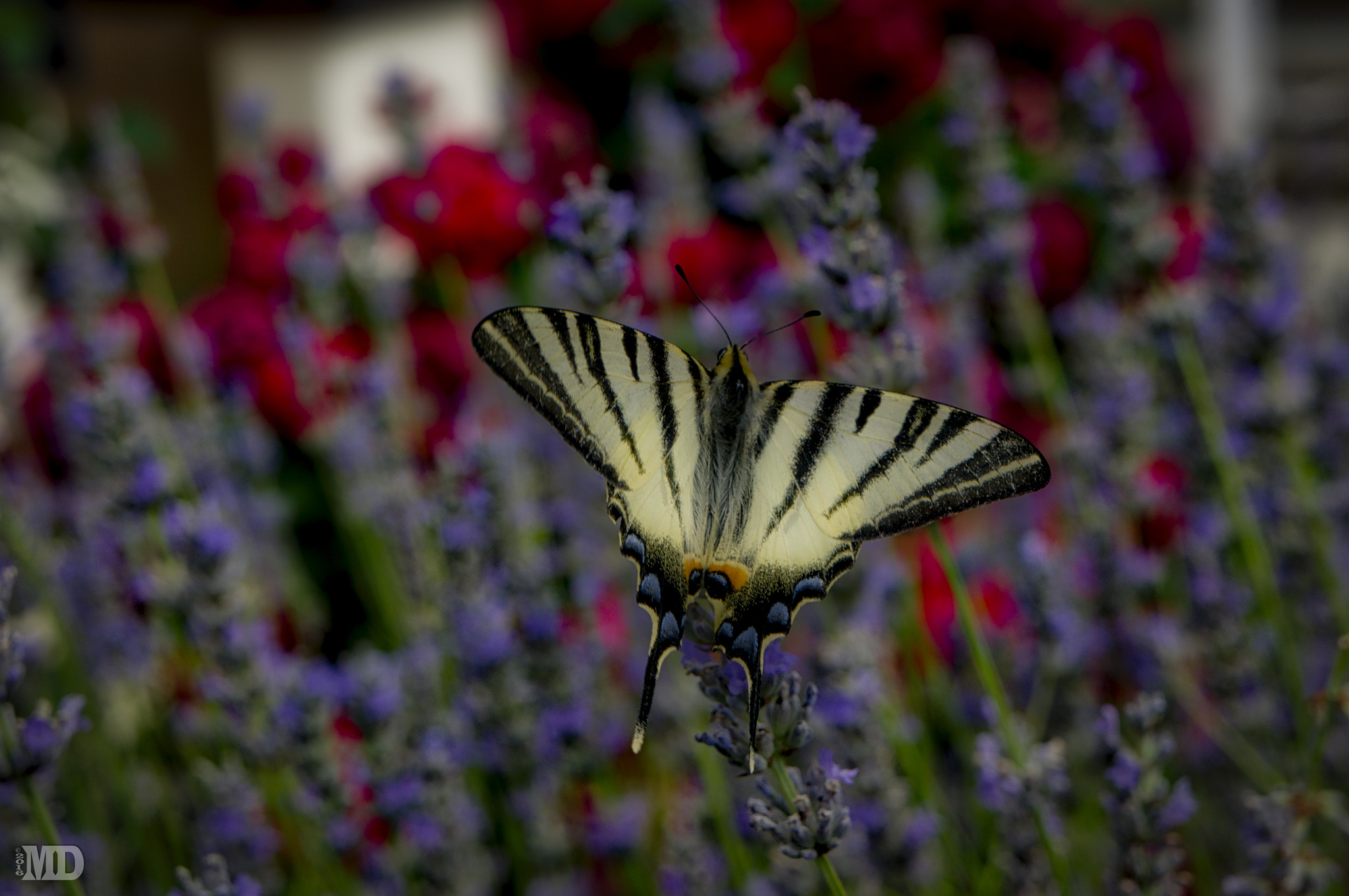 Sony E 18-55mm F3.5-5.6 OSS sample photo. Butterfly lunch photography