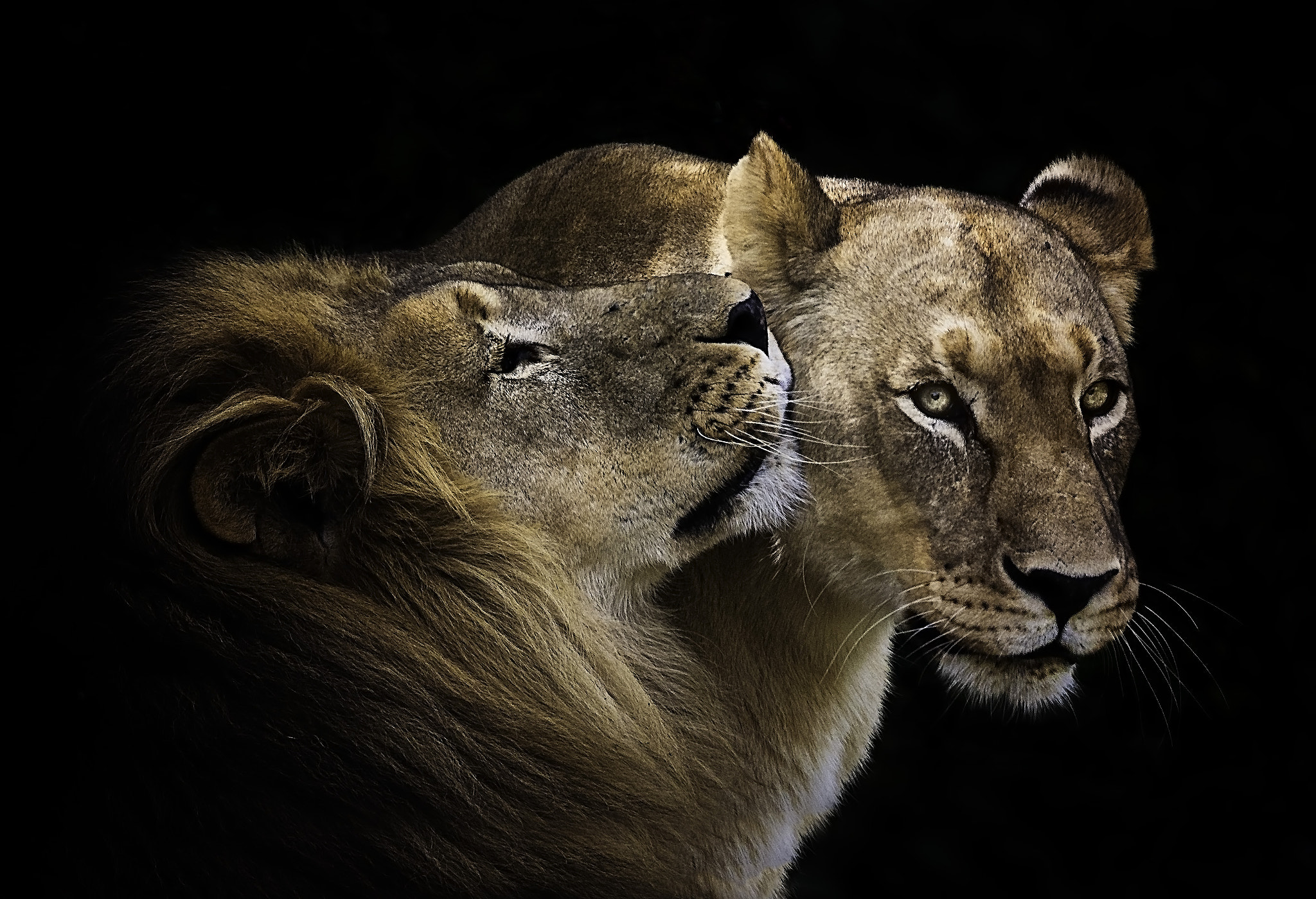 Nikon D610 + Sigma 150-600mm F5-6.3 DG OS HSM | S sample photo. To love the lioness photography