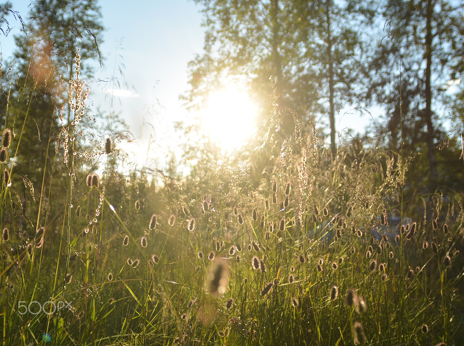 Sigma 18-200mm F3.5-6.3 II DC OS HSM sample photo. Summer in the mountains photography