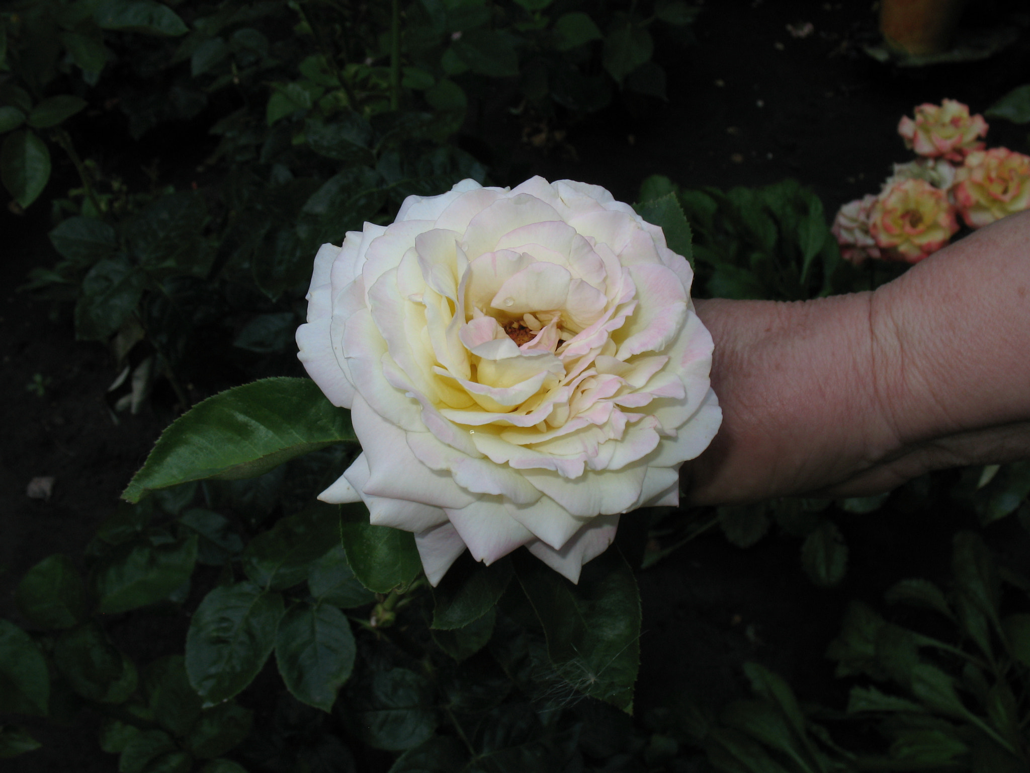 Canon POWERSHOT A630 sample photo. White rose in the hand of the girl. photography
