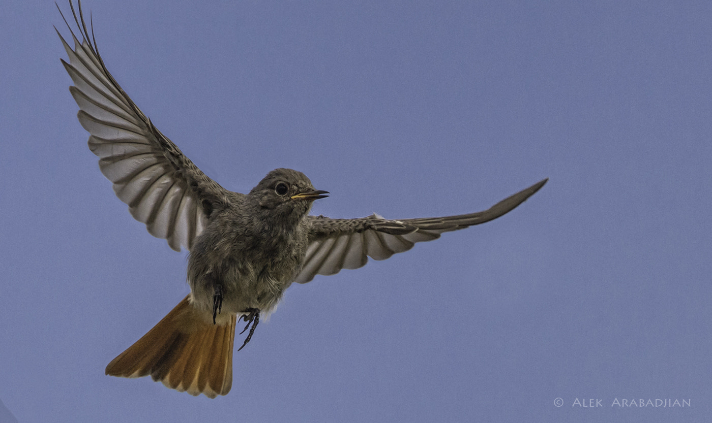 Nikon AF-S Nikkor 400mm F2.8E FL ED VR sample photo. Young red photography