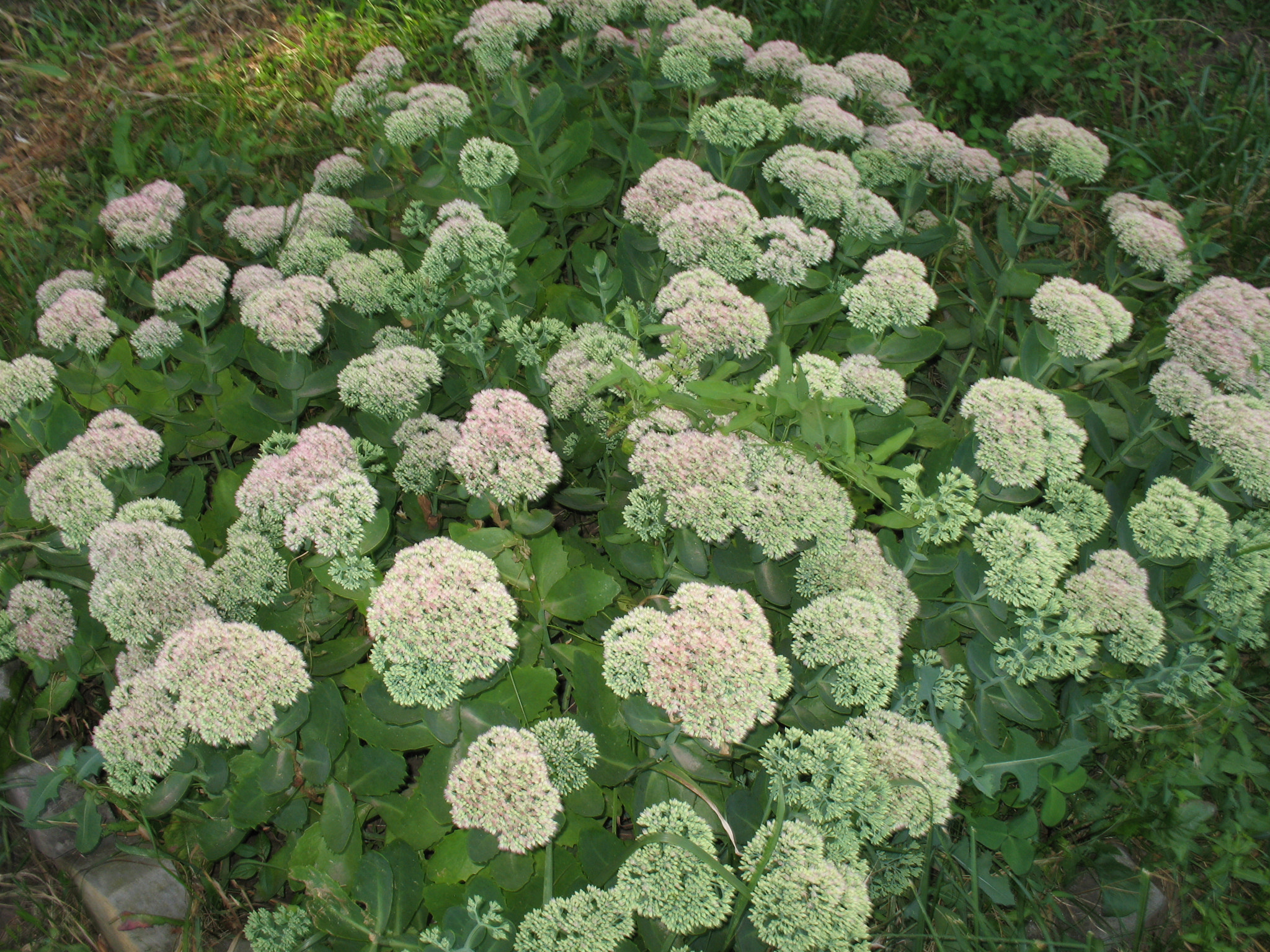 Canon POWERSHOT A630 sample photo. Such a bush of white flowers delights the eye . photography
