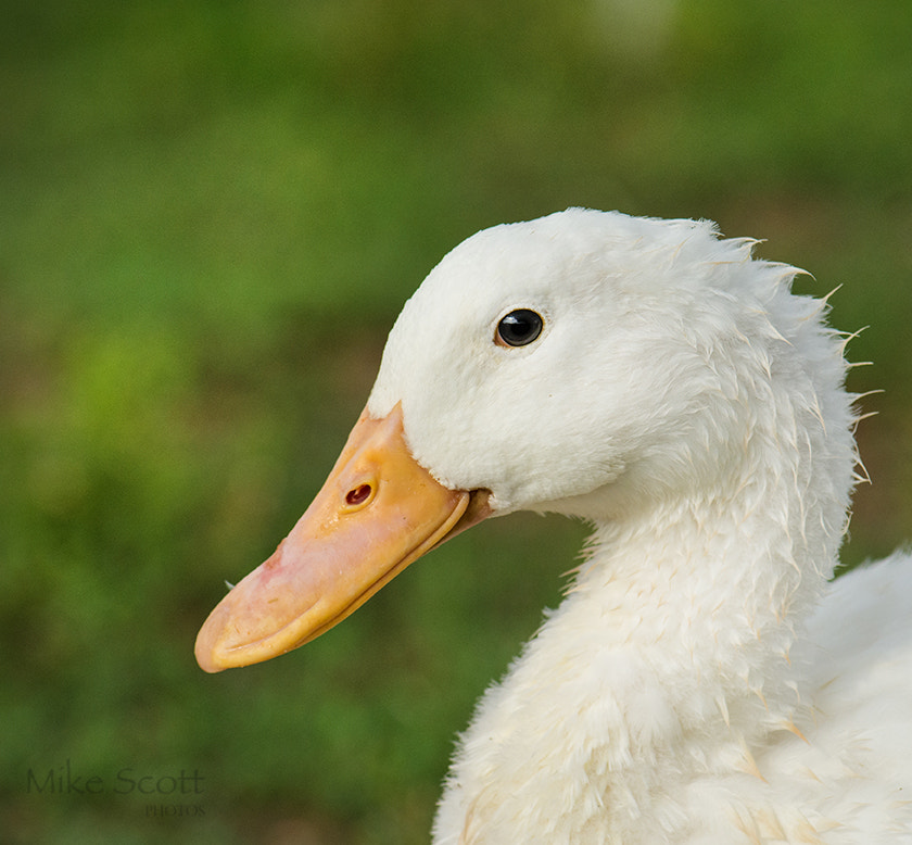 Nikon AF-S Nikkor 300mm F2.8G ED VR II sample photo. Baby side view photography