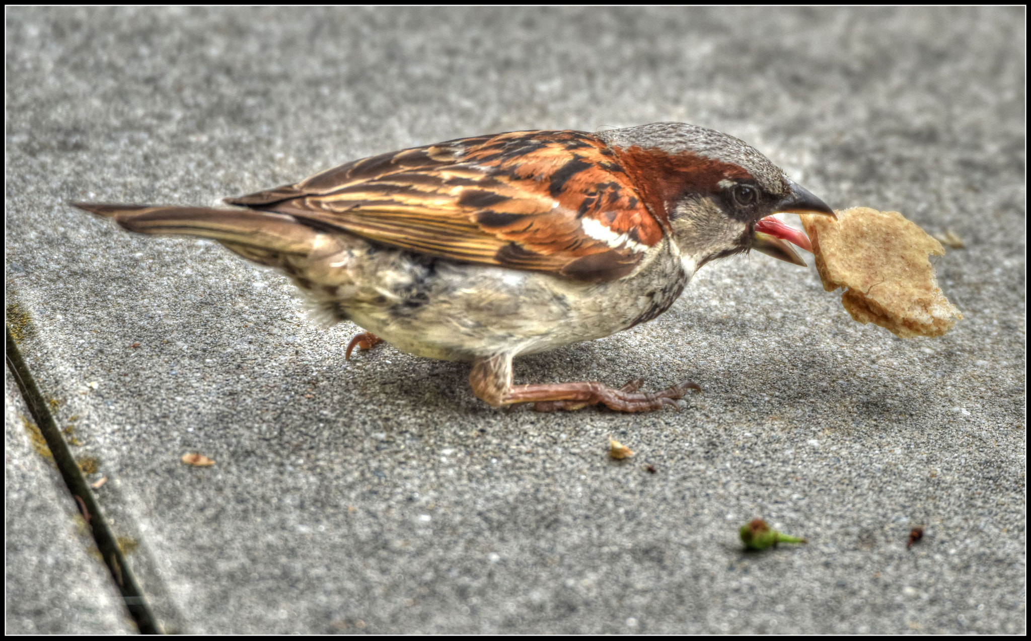 Sigma 50-500mm F4.5-6.3 DG OS HSM sample photo. Feinschmecker photography
