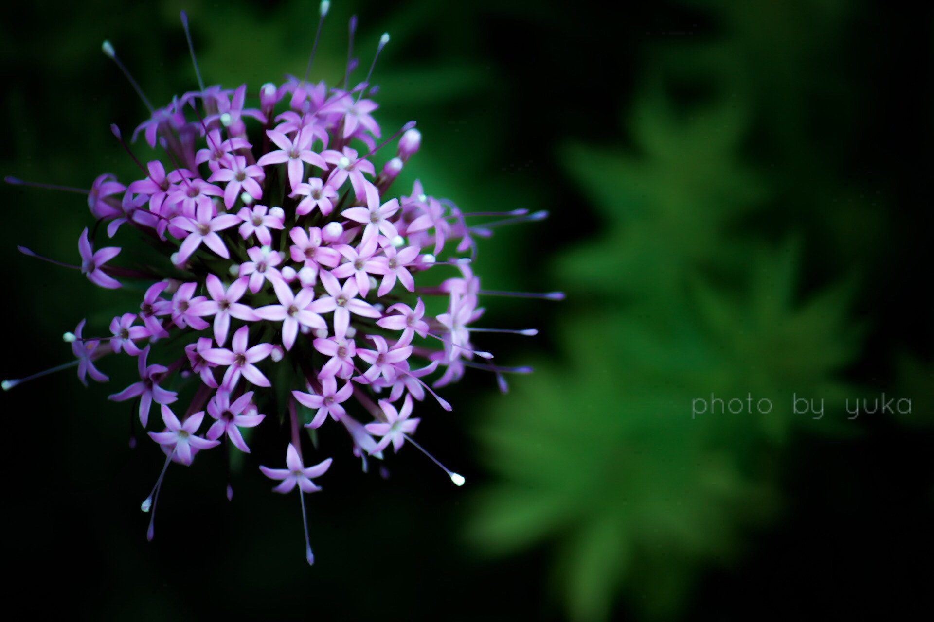 Canon EOS 750D (EOS Rebel T6i / EOS Kiss X8i) + Canon EF-S 55-250mm F4-5.6 IS sample photo. 曄 photography