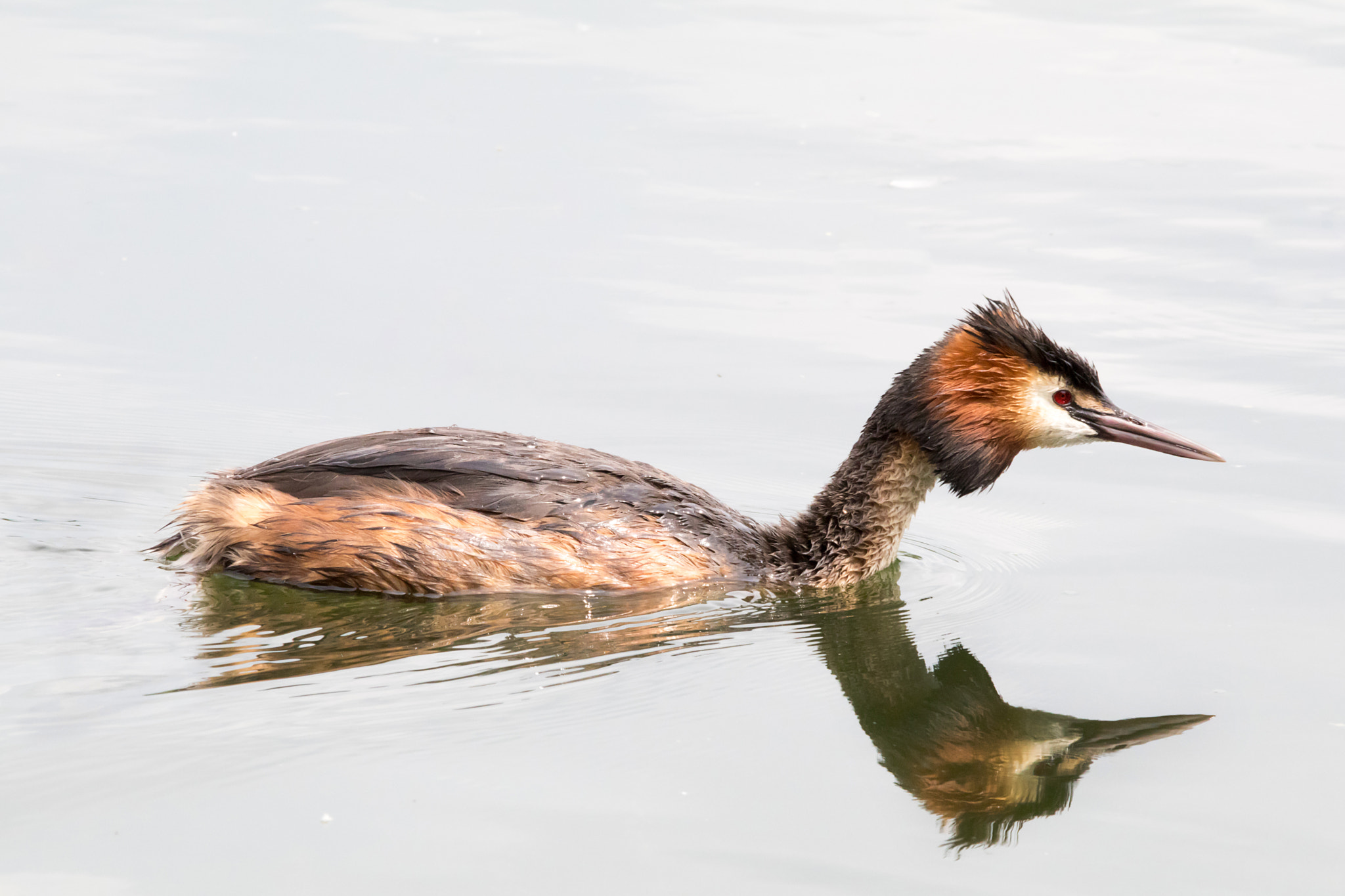 Sigma 150-500mm F5-6.3 DG OS HSM sample photo. The gliding grebe photography