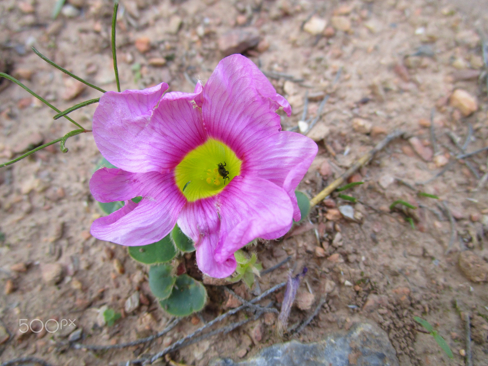 Canon PowerShot ELPH 190 IS (IXUS 180 / IXY 190) sample photo. Oxalis photography