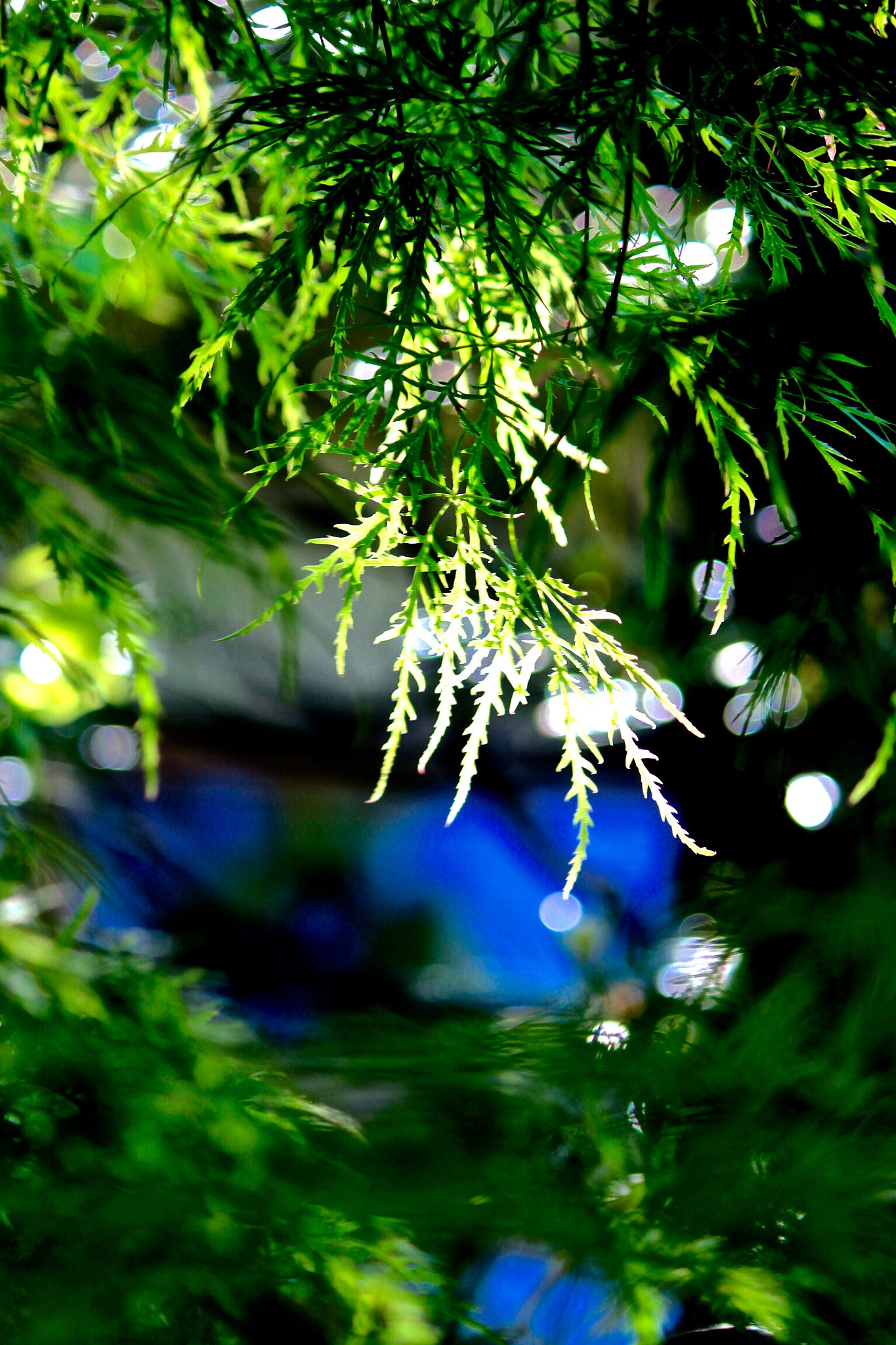 Canon EOS 600D (Rebel EOS T3i / EOS Kiss X5) sample photo. Spring maple photography