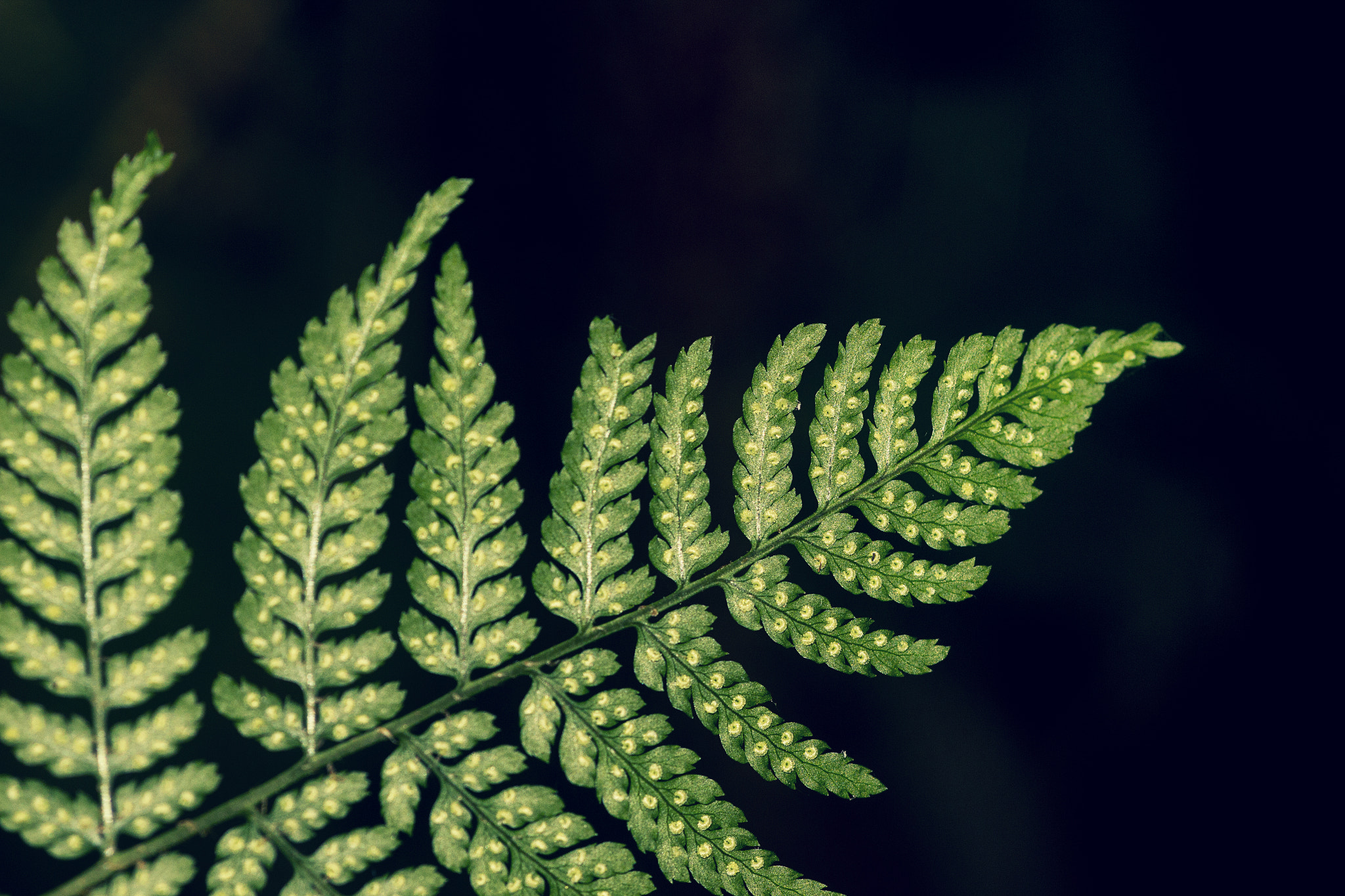 Canon EF 100mm F2.8 Macro USM sample photo. Dryopteris photography
