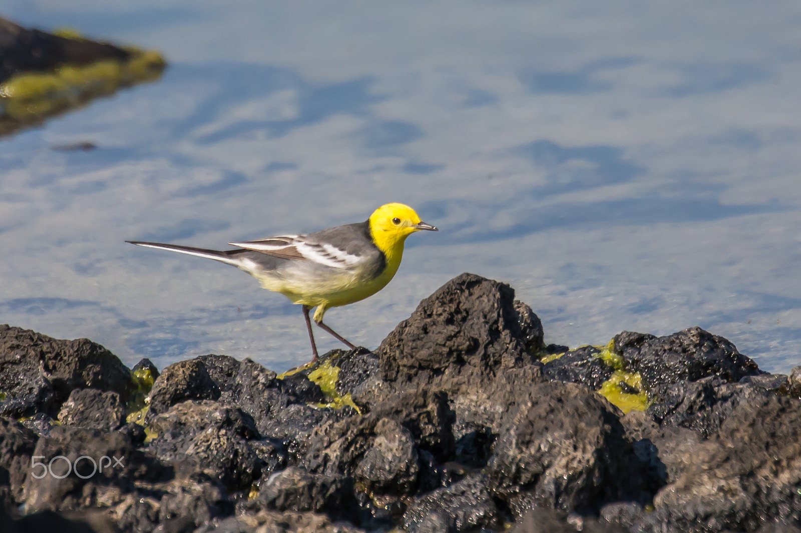 Canon EOS-1D X sample photo. A yellow-bird photography