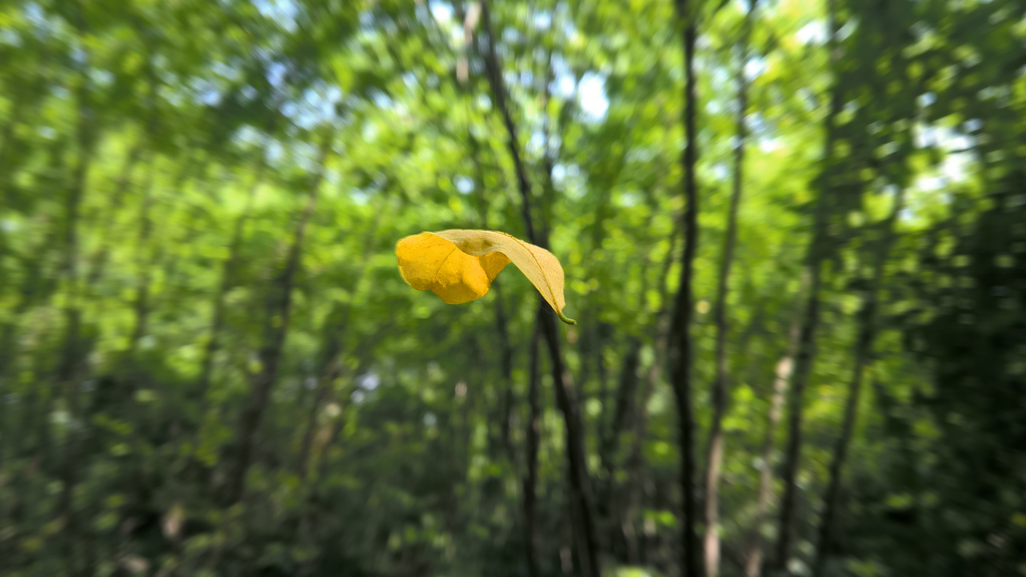 Microsoft Lumia 640 XL sample photo. Fallin' photography