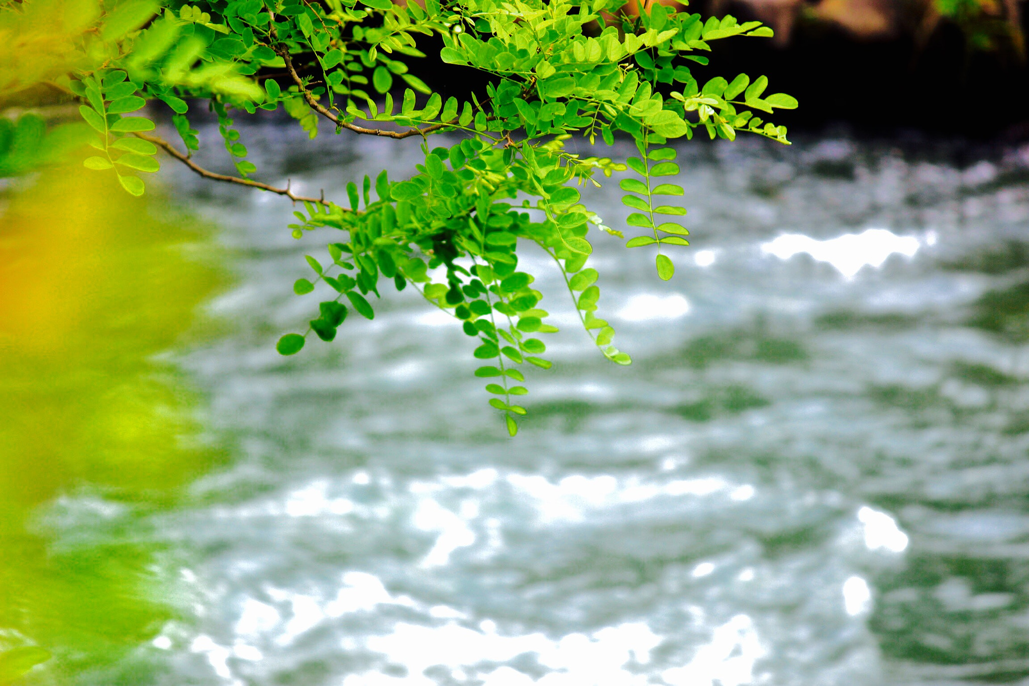 Canon EOS 600D (Rebel EOS T3i / EOS Kiss X5) sample photo. Acacia photography