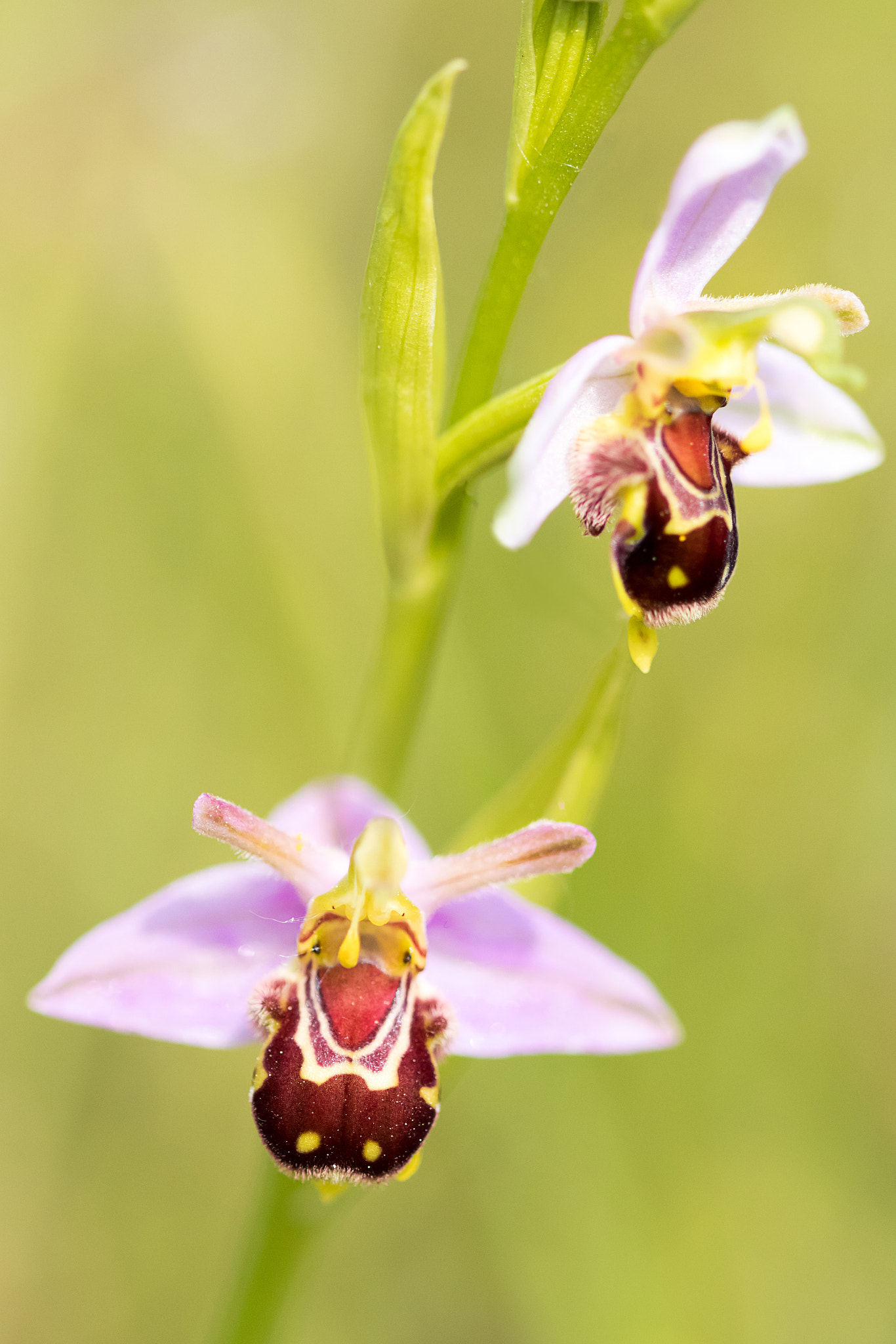 Canon EOS 80D + Sigma 105mm F2.8 EX DG OS HSM sample photo. Bee orchid photography