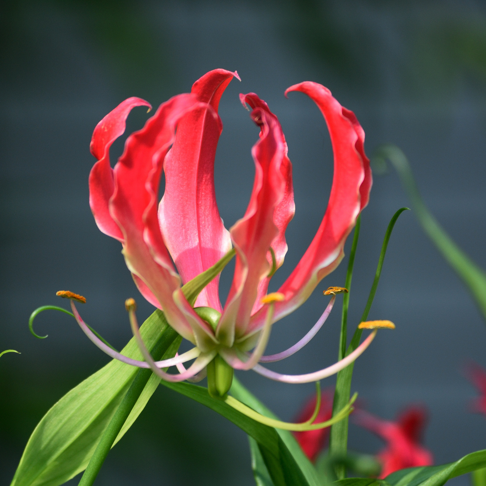 Nikon D200 sample photo. Lily and lily photography