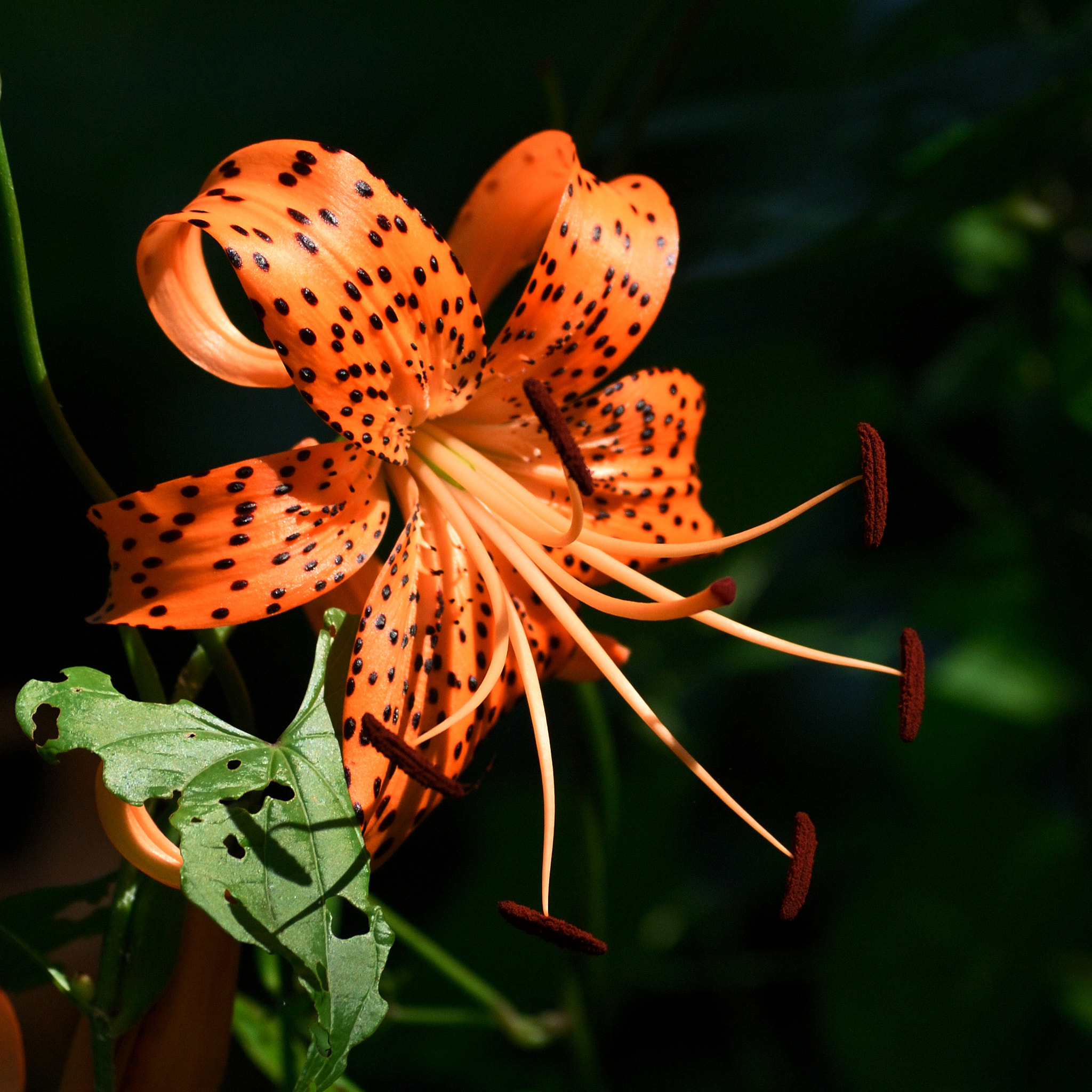 Nikon D200 sample photo. Lily and lily photography