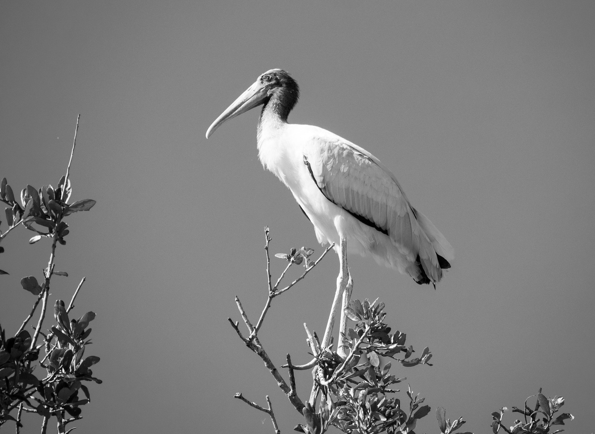 Panasonic Lumix G Vario 45-200mm F4-5.6 OIS sample photo. Wood stork pose photography