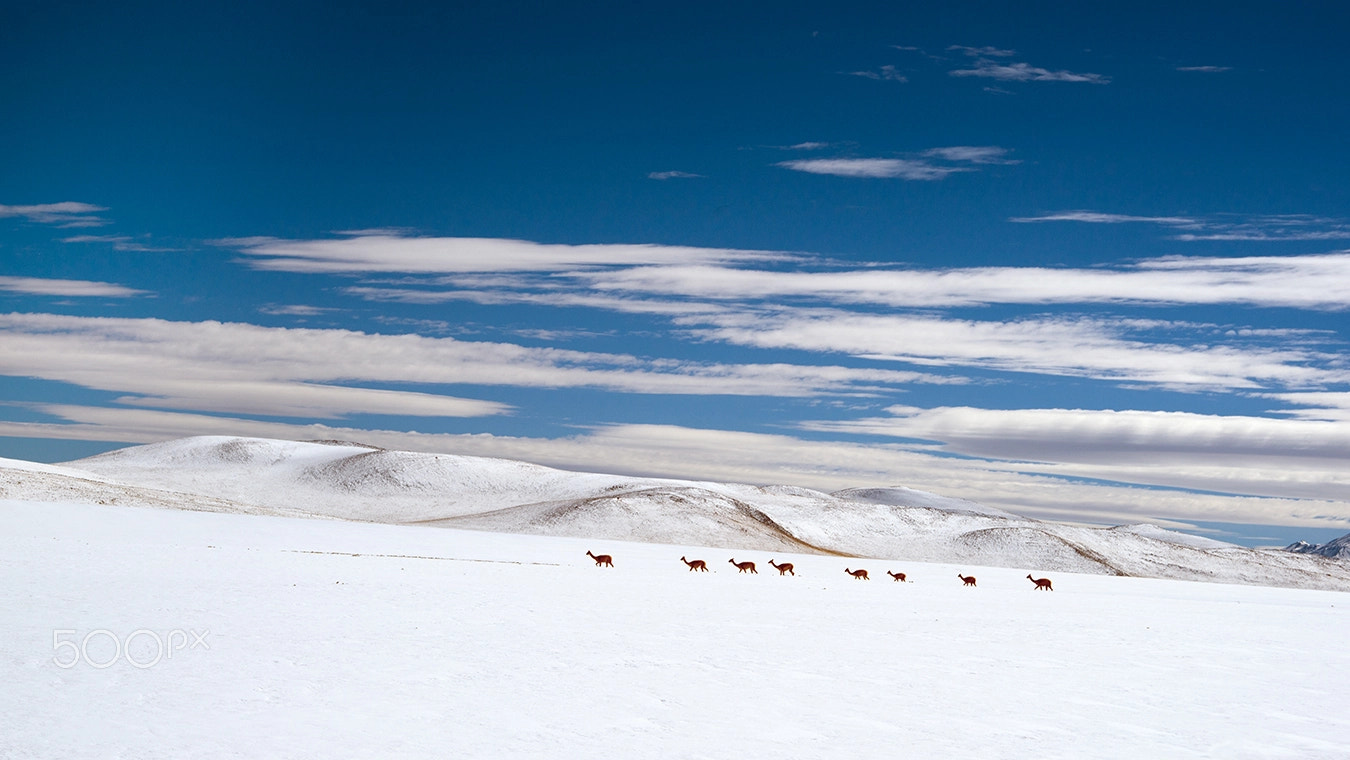 Sony Alpha DSLR-A900 + 35-70mm F4 sample photo. Vicuñas photography