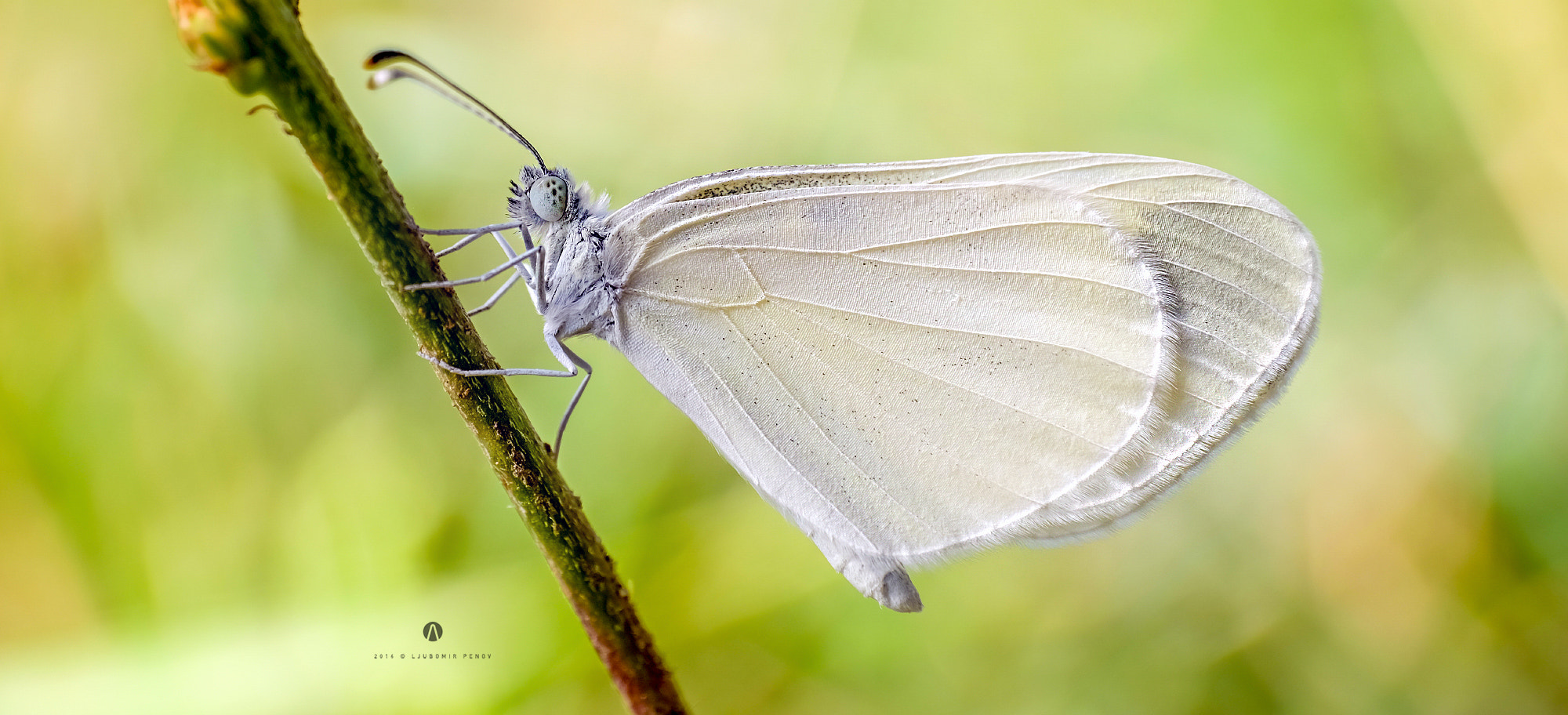 ZEISS Touit 50mm F2.8 sample photo. White butterfly 3 photography