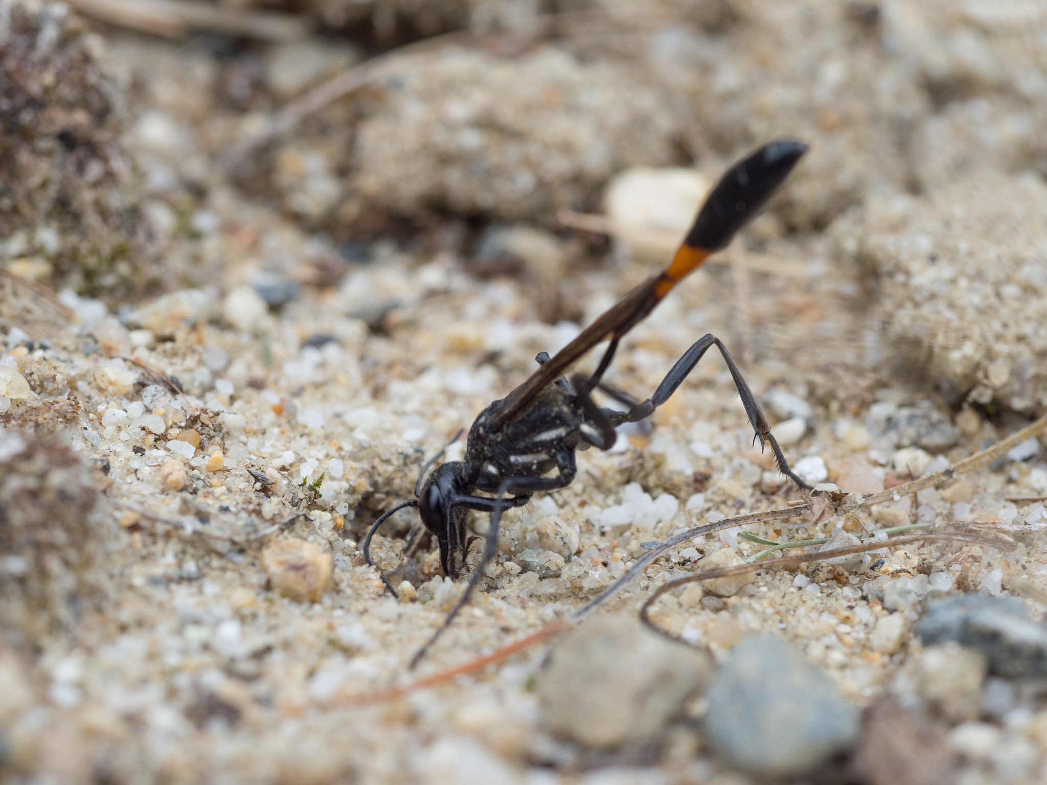 Olympus PEN E-PL5 sample photo. Digger wasp photography