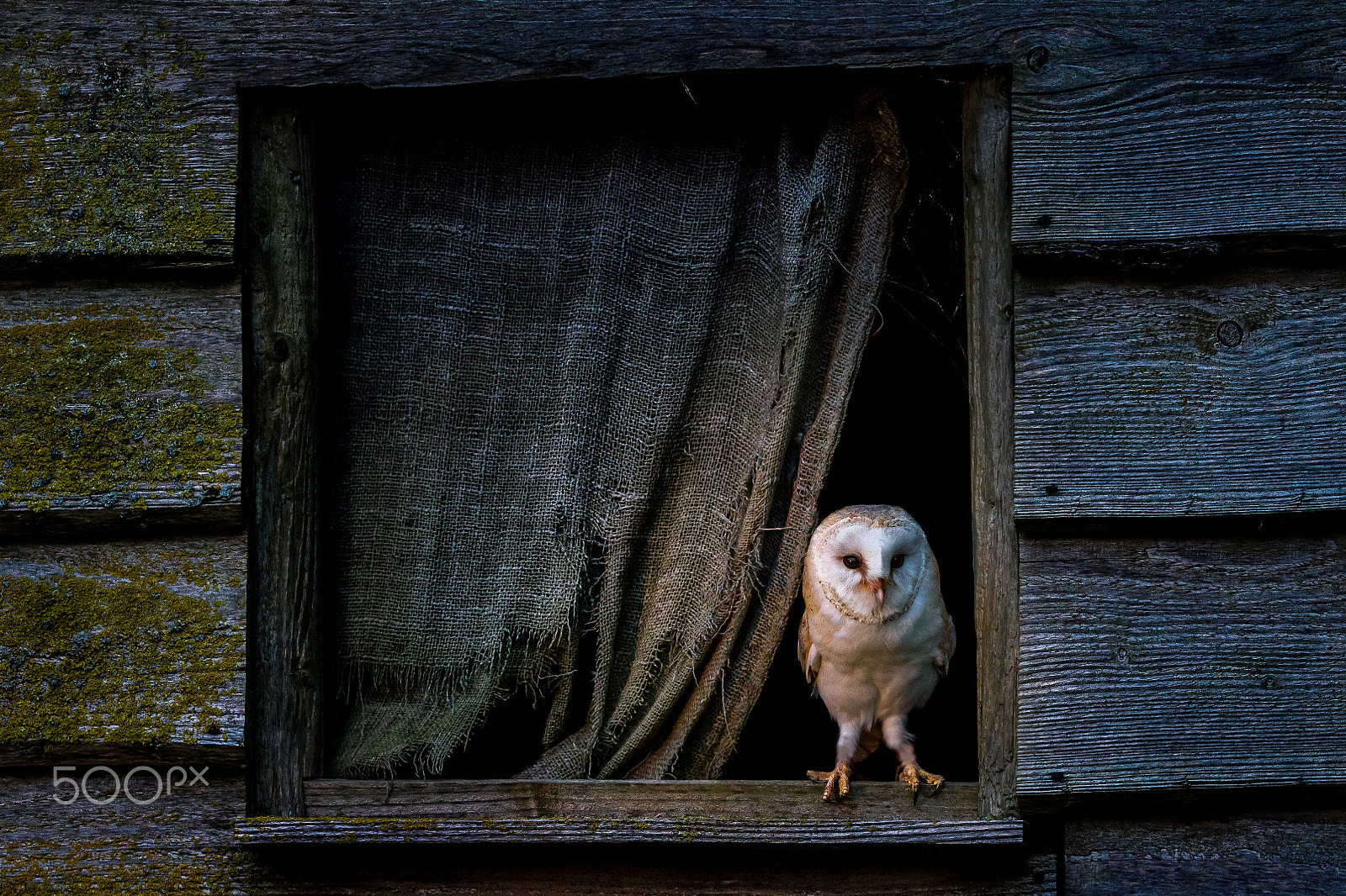 Canon EF 200-400mm F4L IS USM Extender 1.4x sample photo. Time for breakfast photography