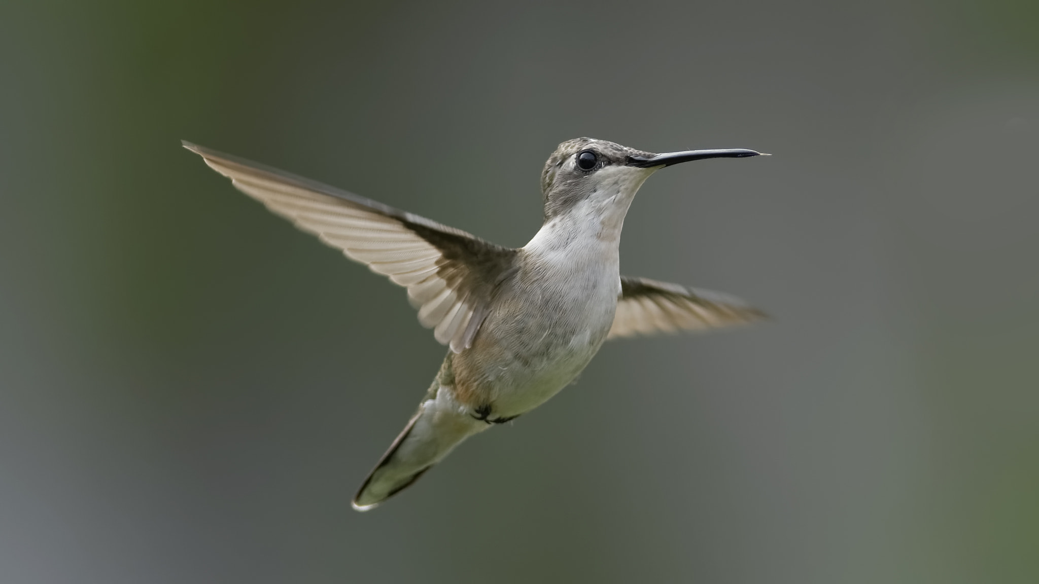 AF Nikkor 300mm f/4 IF-ED sample photo. Bye bye birdie photography