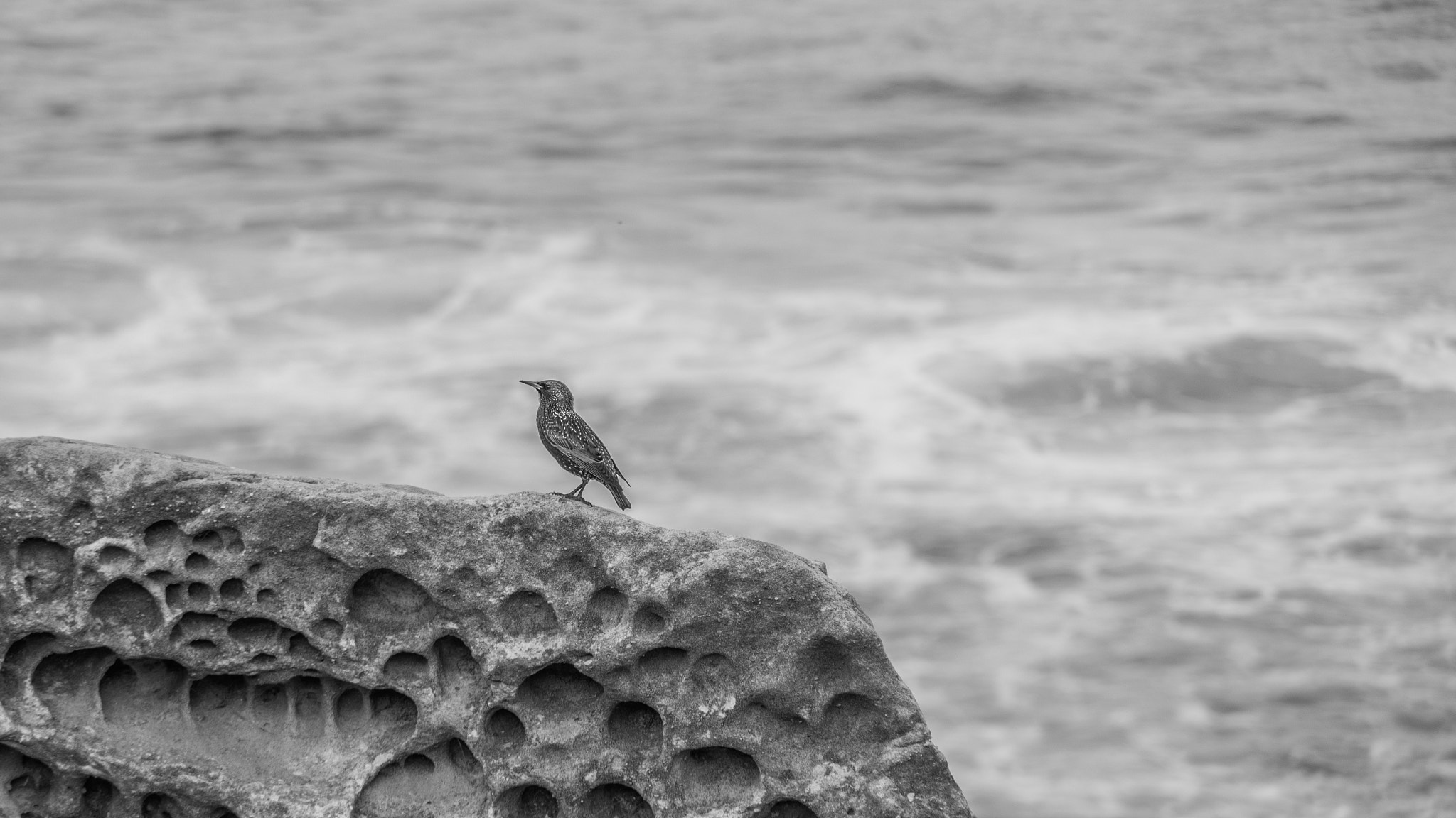 Pentax K-3 II sample photo. Bird.jpg photography