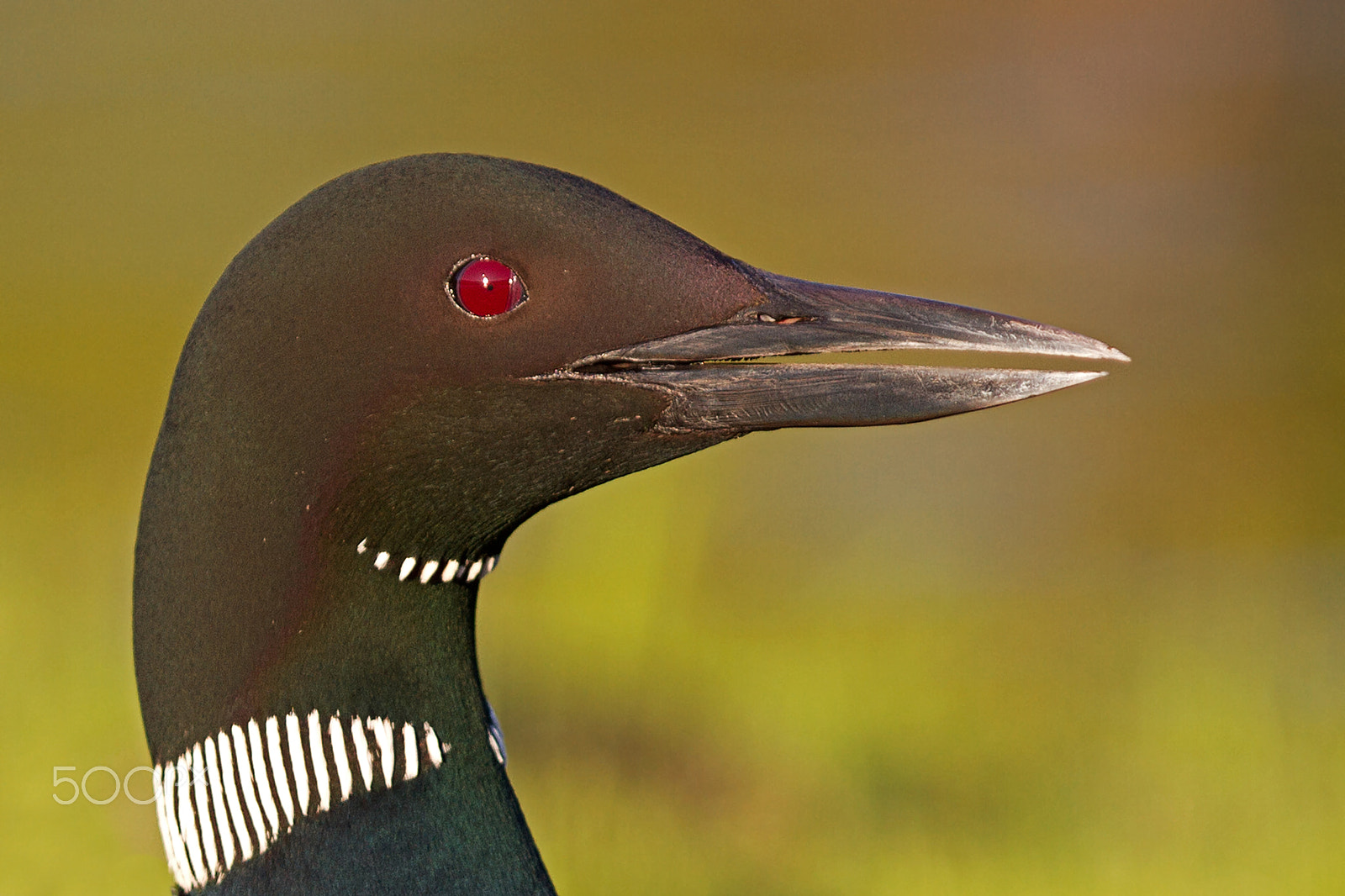 Canon EOS 7D + Canon EF 300mm F2.8L IS USM sample photo. Common loon profile photography