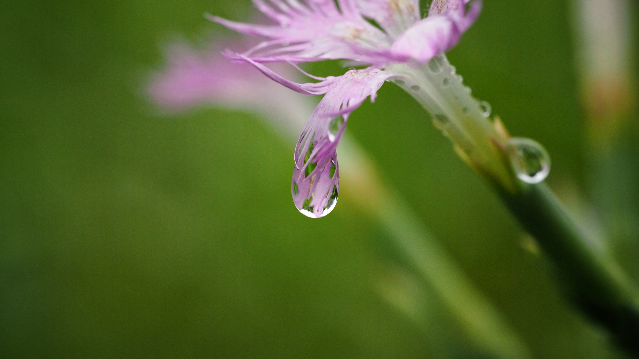 Olympus PEN E-PL7 sample photo. Fringed pink photography