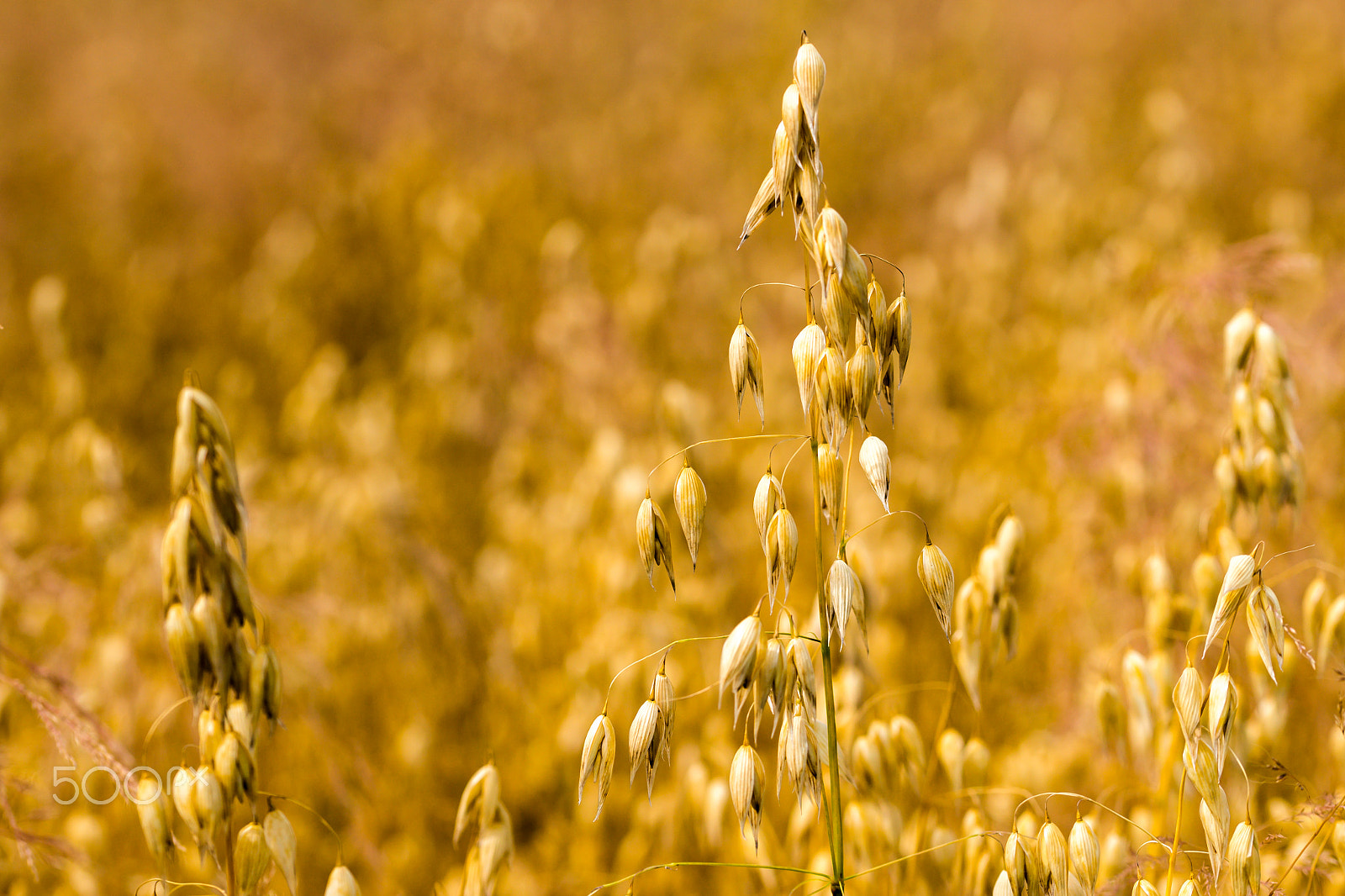 Sony a99 II + 105mm F2.8 sample photo. Pure gold photography