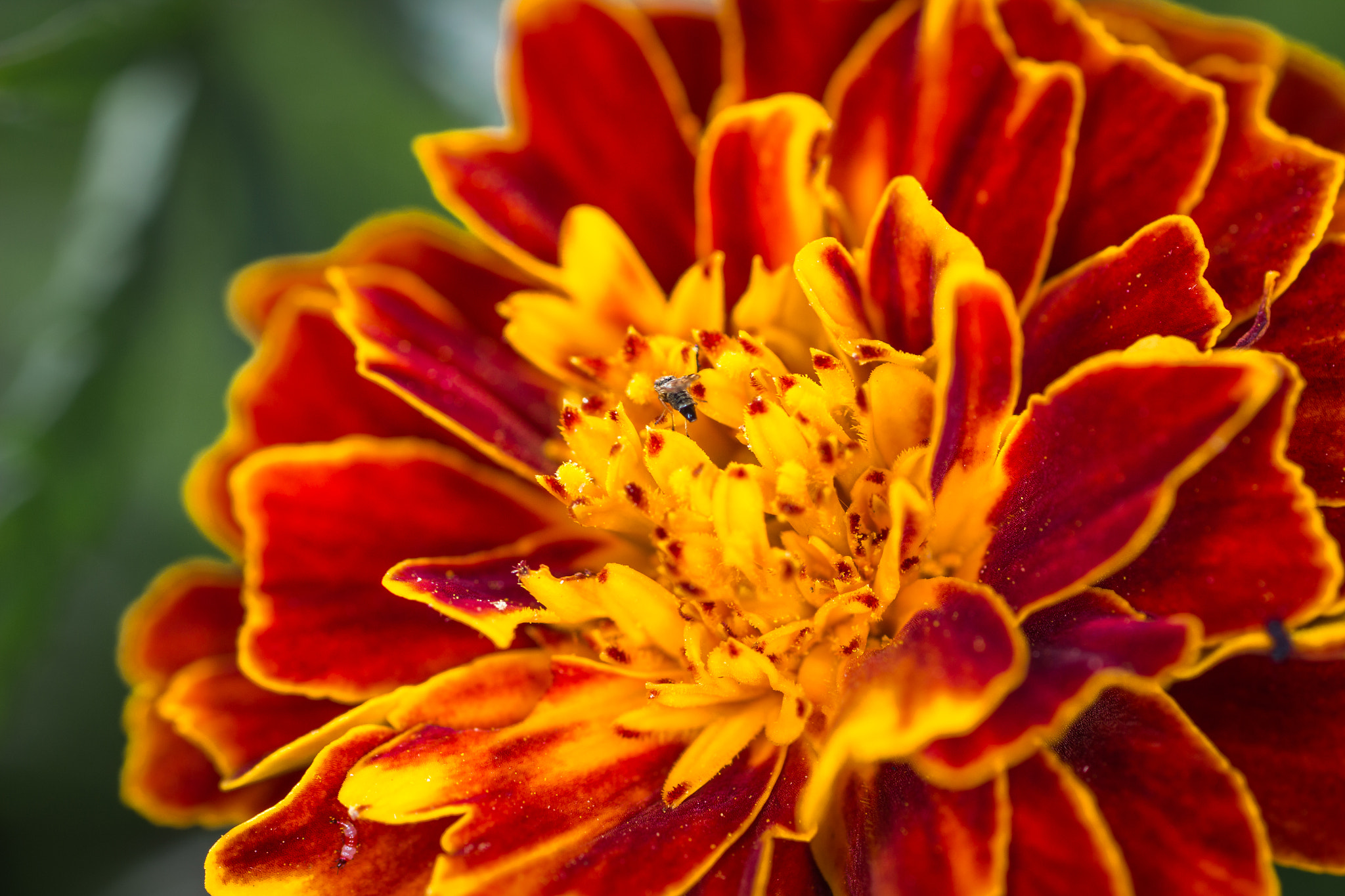 Canon EOS 600D (Rebel EOS T3i / EOS Kiss X5) + Tamron SP AF 90mm F2.8 Di Macro sample photo. Red & yellow dahlia photography