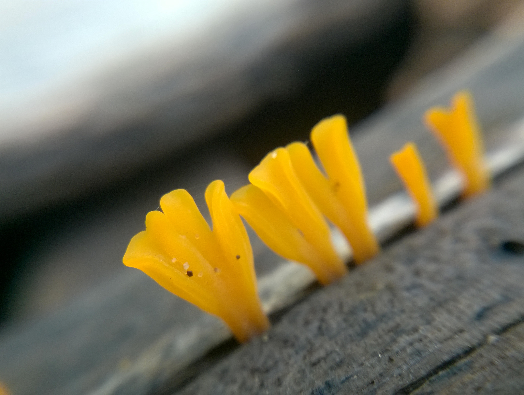 Nokia Lumia 730 Dual SIM sample photo. The little things photography