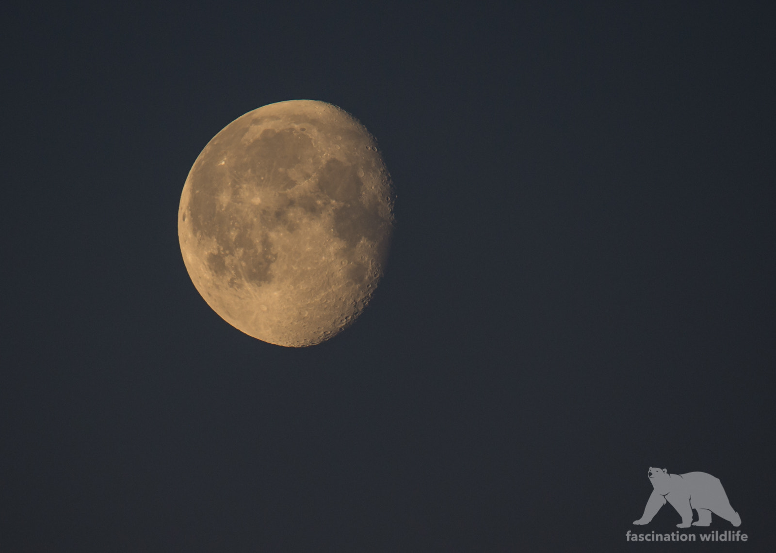 Sigma 150-600mm F5-6.3 DG OS HSM | S sample photo. Arctic moon photography