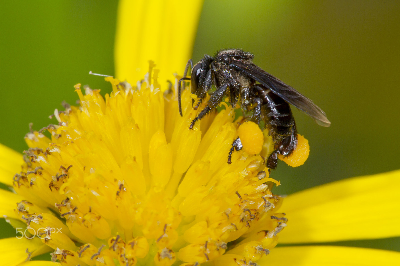 Canon EF 180mm F3.5L Macro USM sample photo. Honey photography