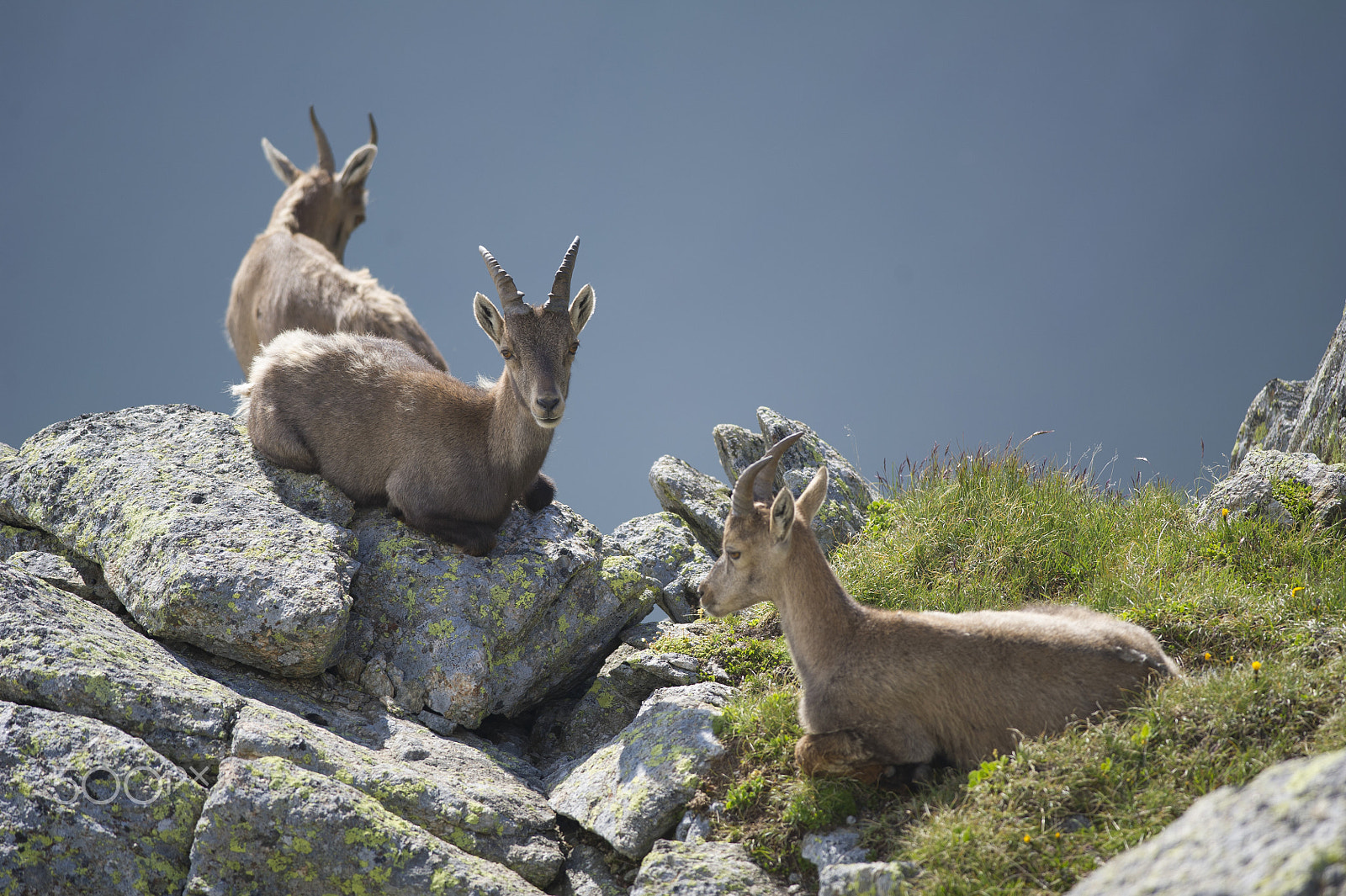 Nikon D3S + Nikon AF-S Nikkor 300mm F4D ED-IF sample photo. Ibex female photography