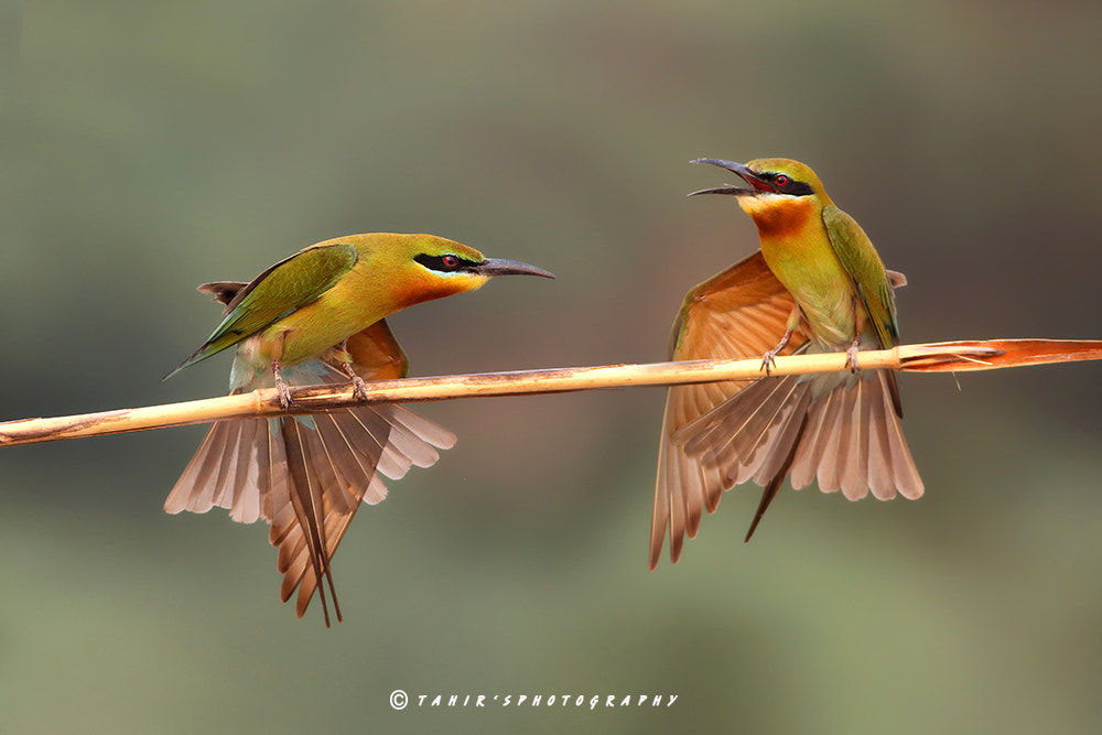 Canon EF 400mm F5.6L USM sample photo. Colors of nature photography