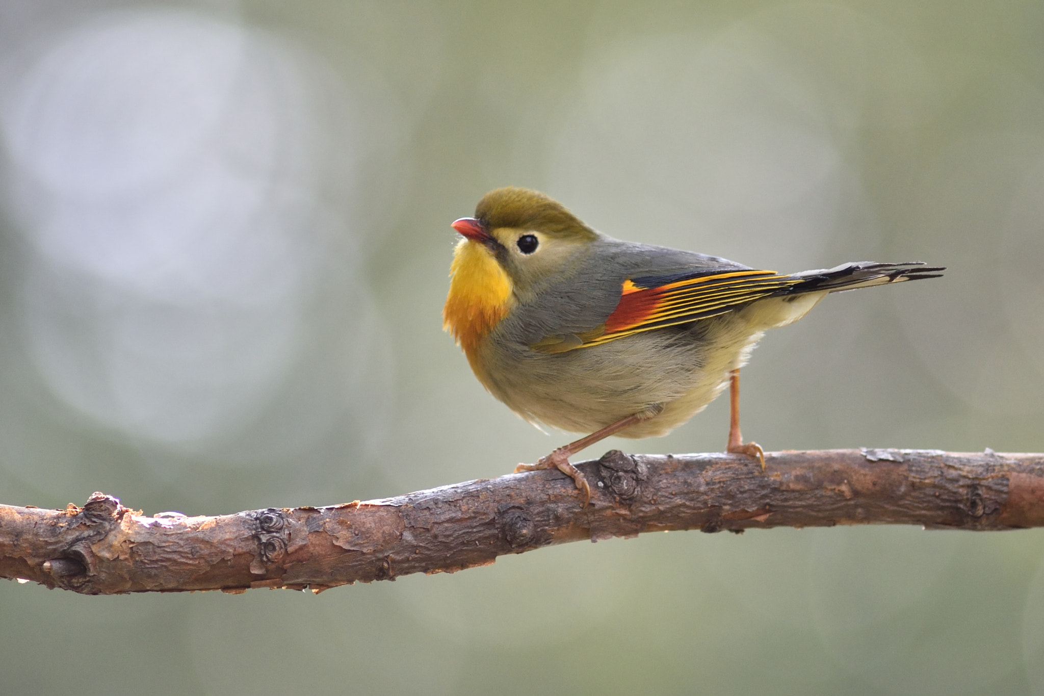 Nikon D4S + AF Nikkor 300mm f/4 IF-ED sample photo. Leiothrix photography