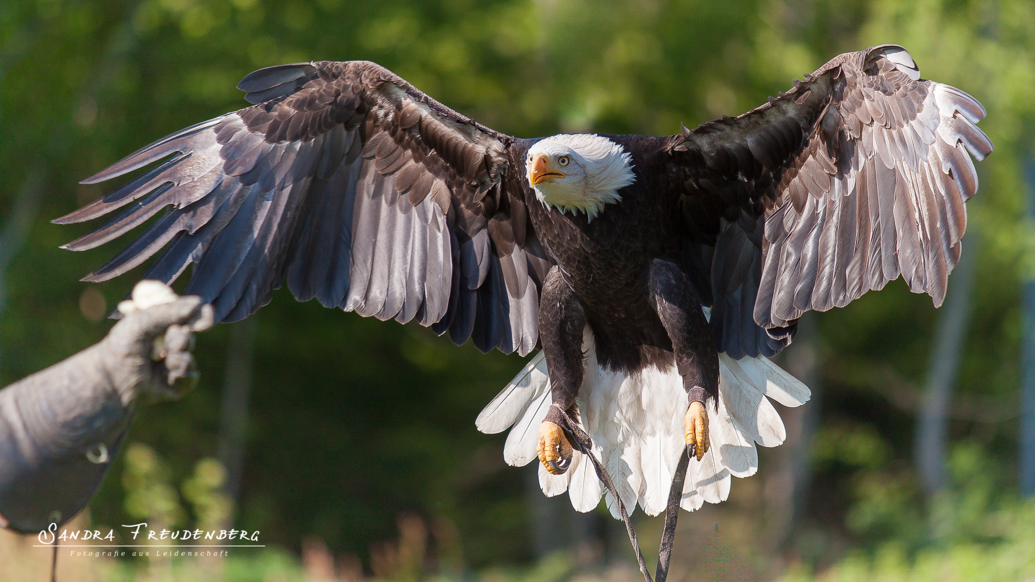 Canon EF 70-200mm F2.8L USM sample photo. Eagle photography